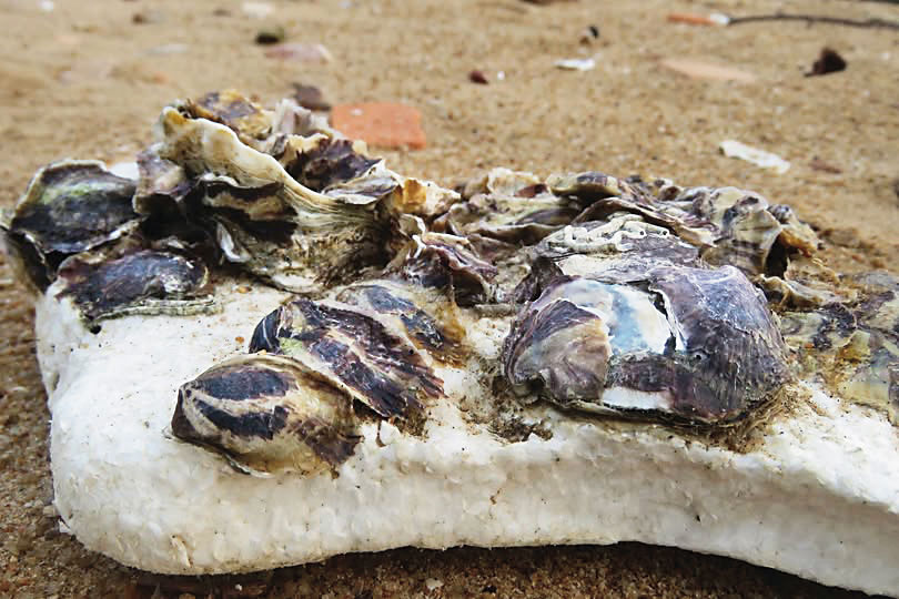 蚵棚傳統使用保麗龍當浮具，易造成環境汙染，甚至進入食物鏈。  （洪清漳提供）