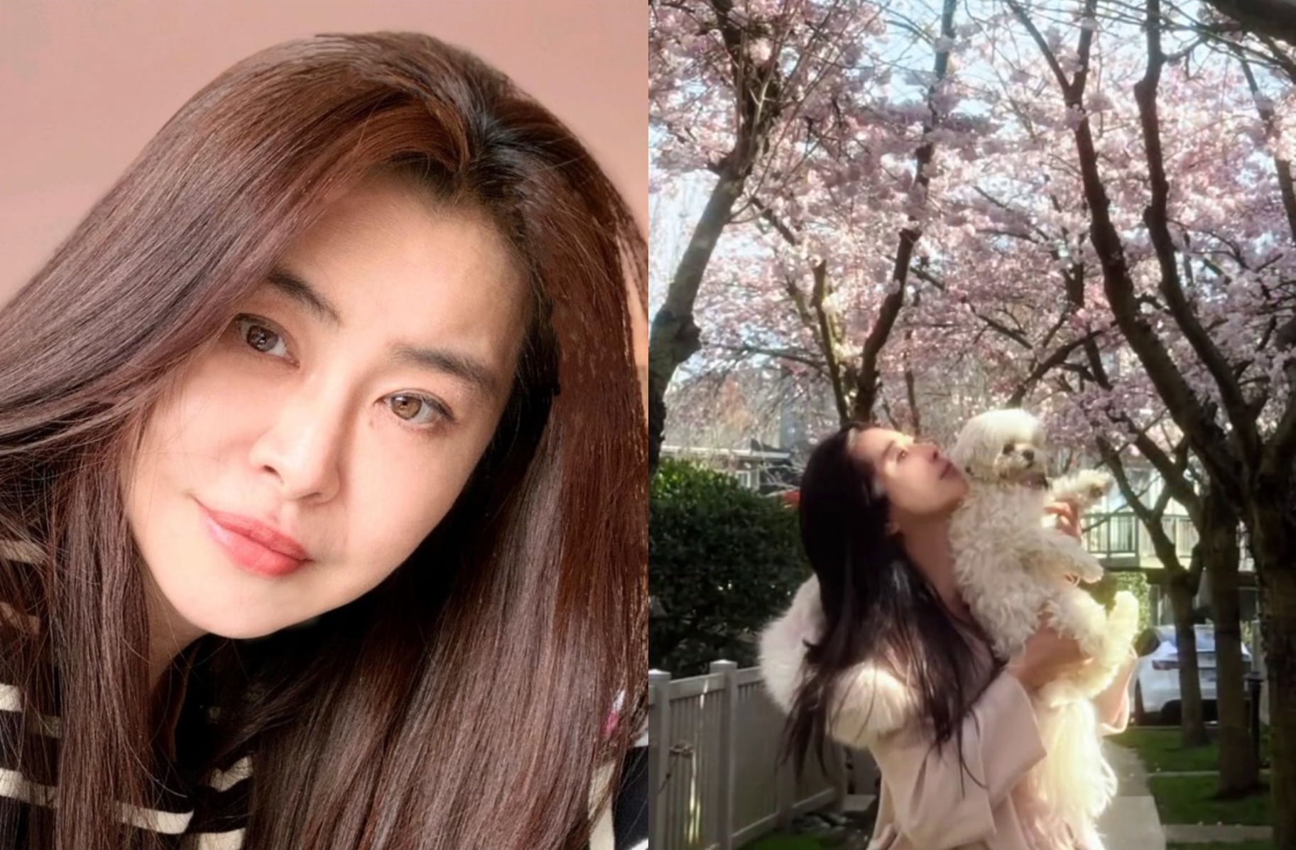 王祖賢分享與愛犬「智悟」賞櫻的畫面。（翻攝王祖賢小紅書）