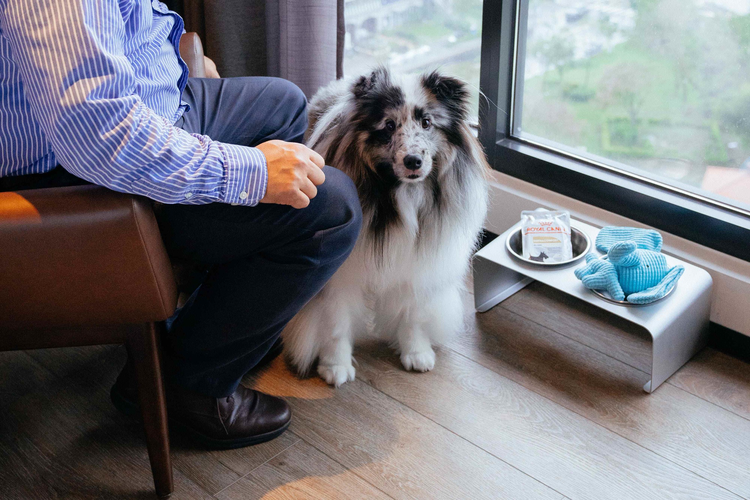 法國皇家呼籲，讓寵物外出時也能補充水分、享用營養均衡的主食。（法國皇家提供）