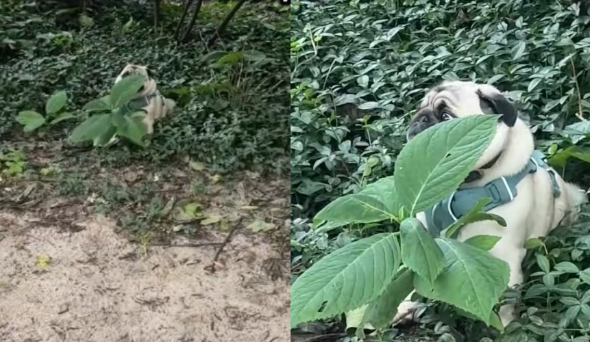 巴哥犬法蘭奇用草遮臉裝偽裝，拒絕回家中！（翻攝自Tiktok @frankiedoesny）