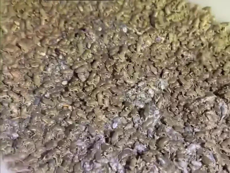 成千上萬的海蟾蜍幼體,不禁令人密集恐懼發作。 (中水分署鳥嘴潭湖區工務所提供)