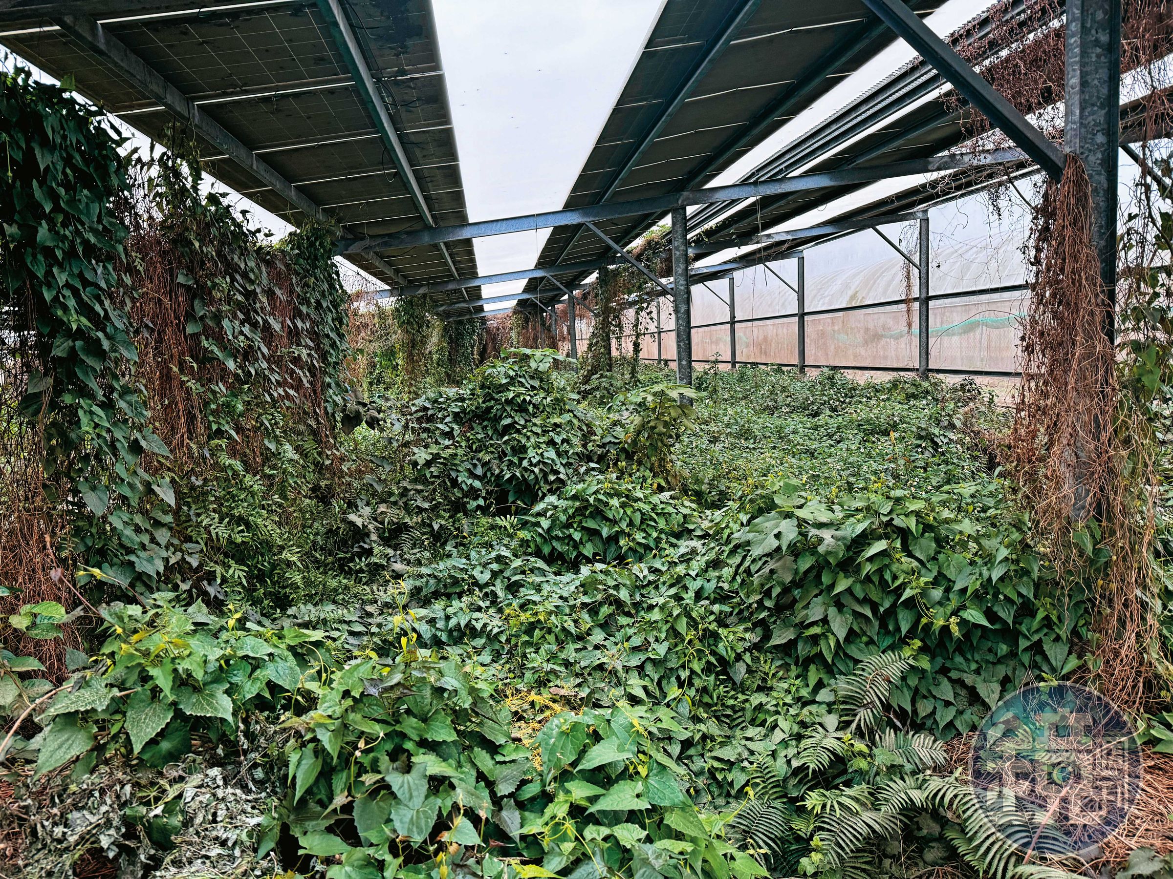 我們造訪H曾與光電商合作的案場,可見光電板下雜草蔓生,但仍持續發電。
