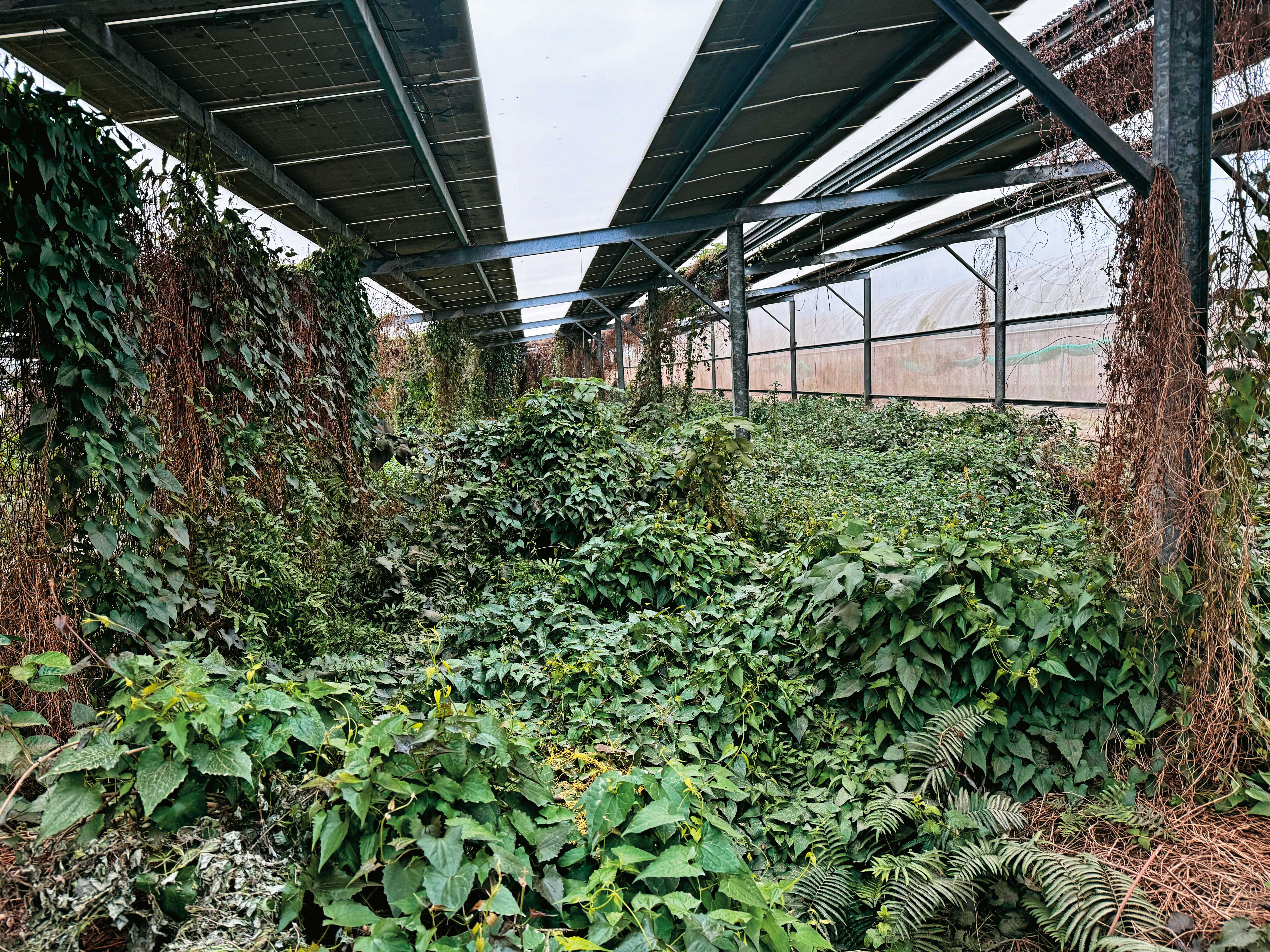 我們造訪H曾與光電商合作的案場，可見光電板下雜草蔓生，但仍持續發電。