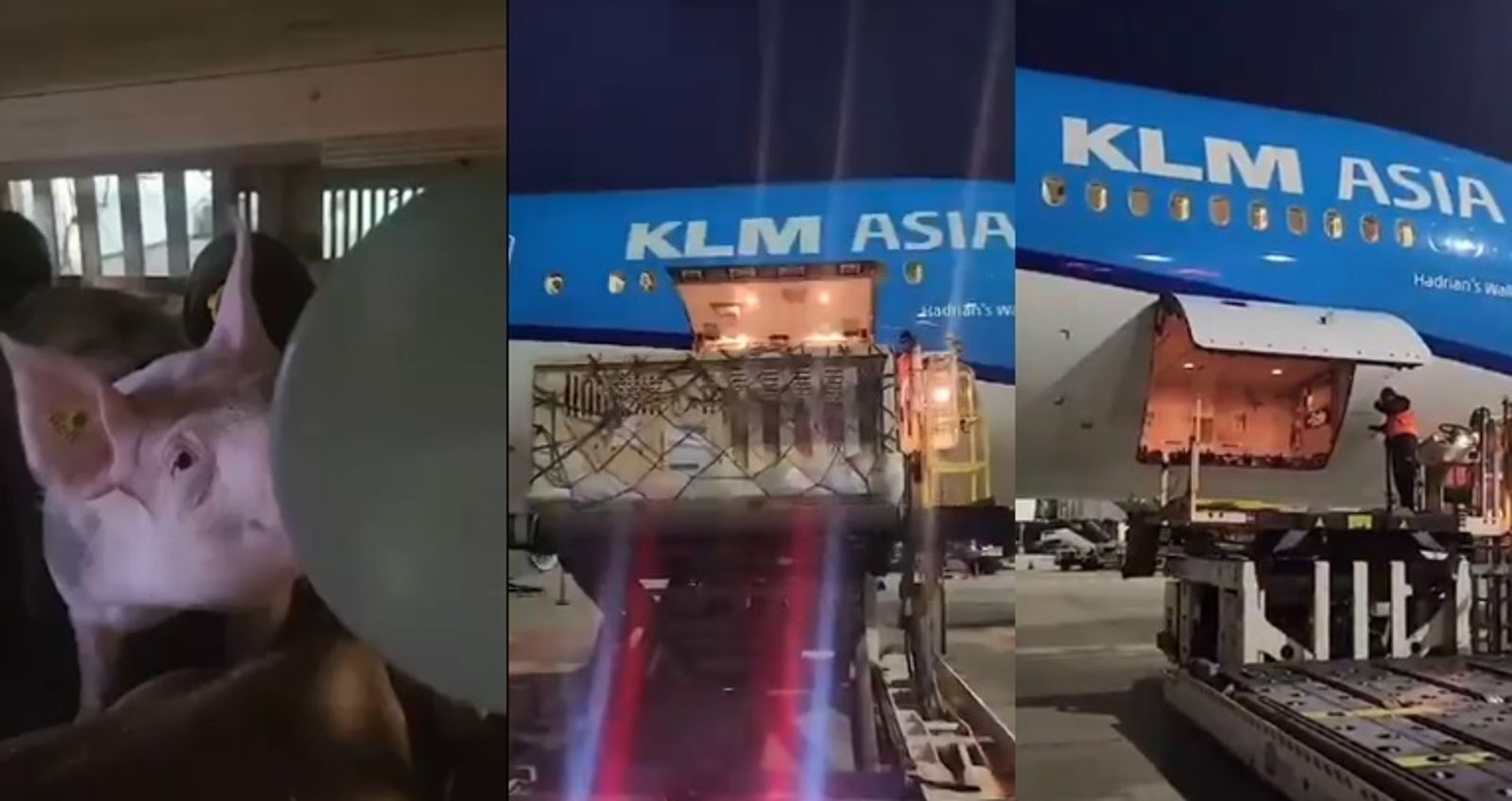 荷蘭皇家航空一架航班因貨艙內載運的100頭豬味道太過刺鼻,機長受不了只好中途迫降機場。(翻攝自X@nexta_tv)