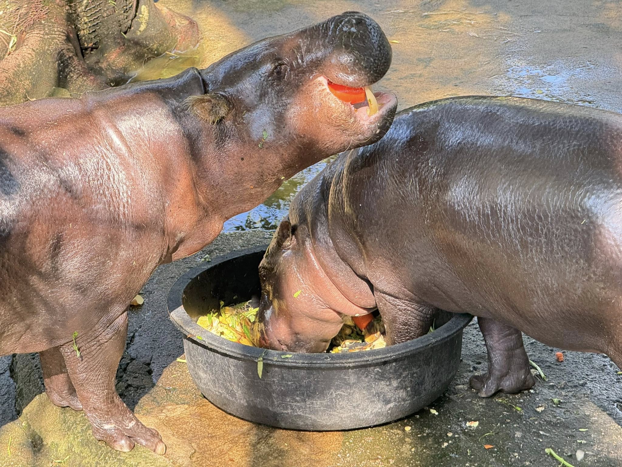 泰國綠山動物園（Khao Kheow Zoo），人氣侏儒河馬「彈跳豬」（Moo Deng）母女。（翻攝自臉書สวนสัตว์เปิดเขาเขียว Khao Kheow Open Zoo﻿）