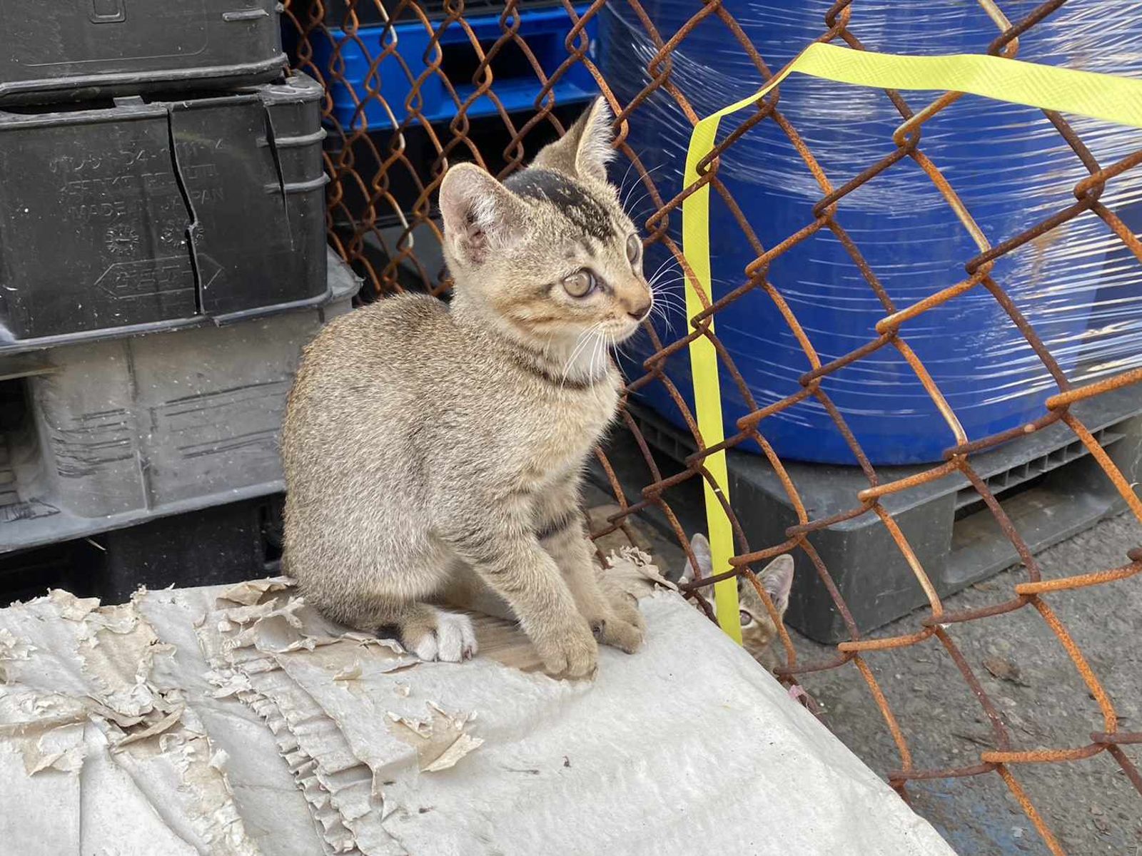 動保處稽查後，認定5隻貓遭卓男遺棄，至少開罰15萬元，並將該案移送雄檢偵辦。（圖／白喬茵辦公室提供）