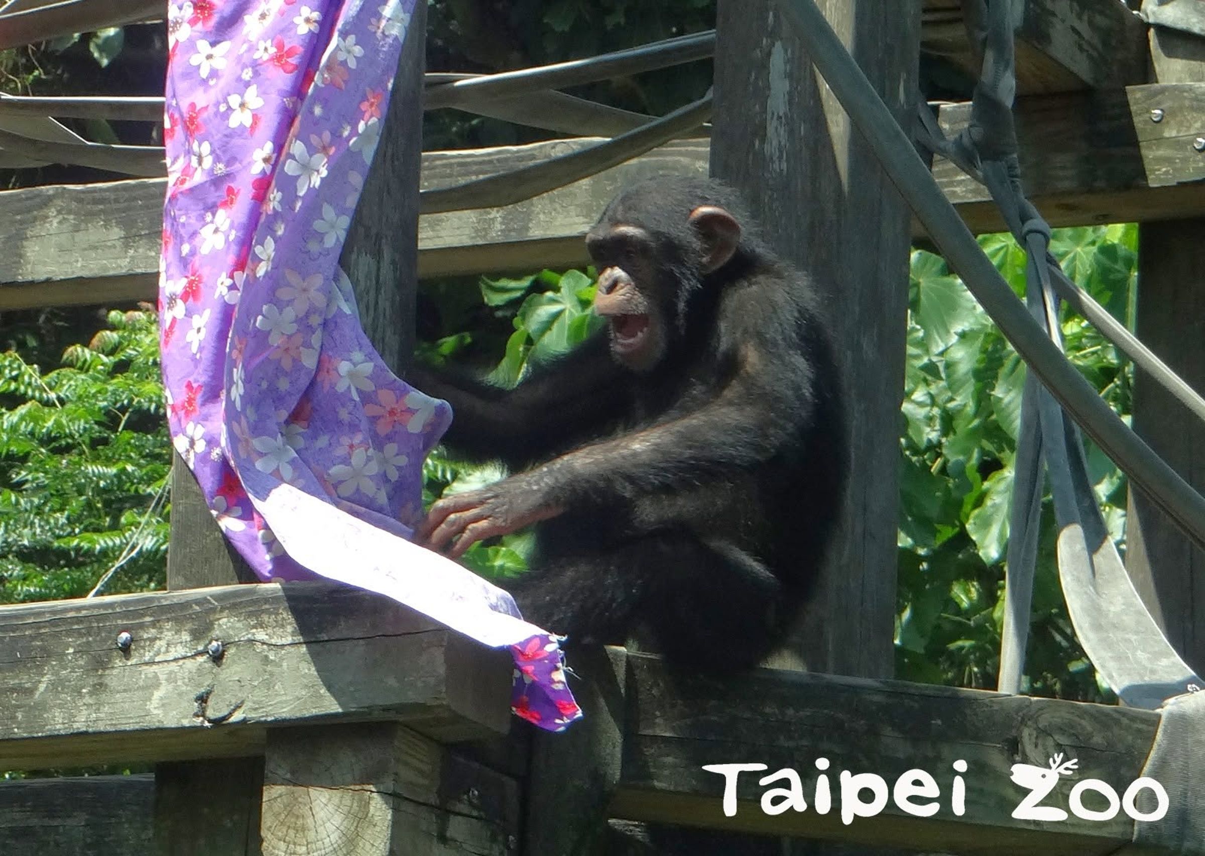 台北市立動物園驚傳2隻黑猩猩逃脫，目前2隻都已被帶回，圖為11歲的「娃智」。（翻攝自台北市立動物園臉書）