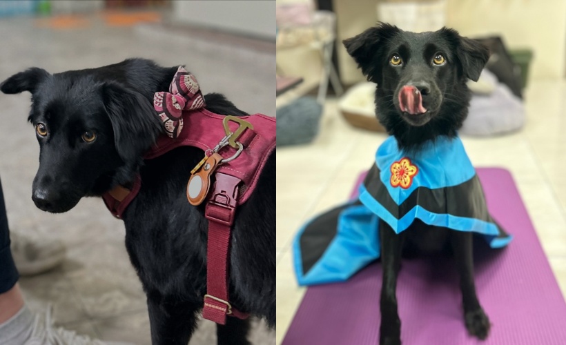 新成員、曾經的浪浪「囍糖」化身溫柔狗老師，成為最暖心的陪伴者。（翻攝自臉書／心輔犬心流幸福研究室 ）