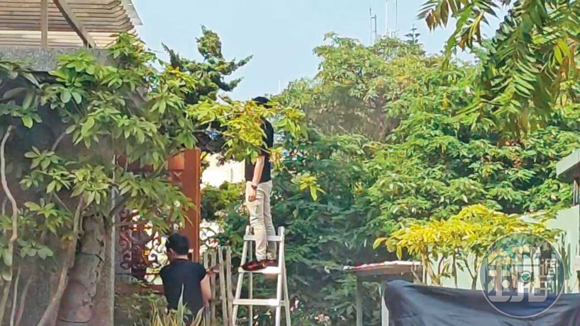議會員工遭直擊上班時間到洪家打掃與修剪樹木。(讀者提供)