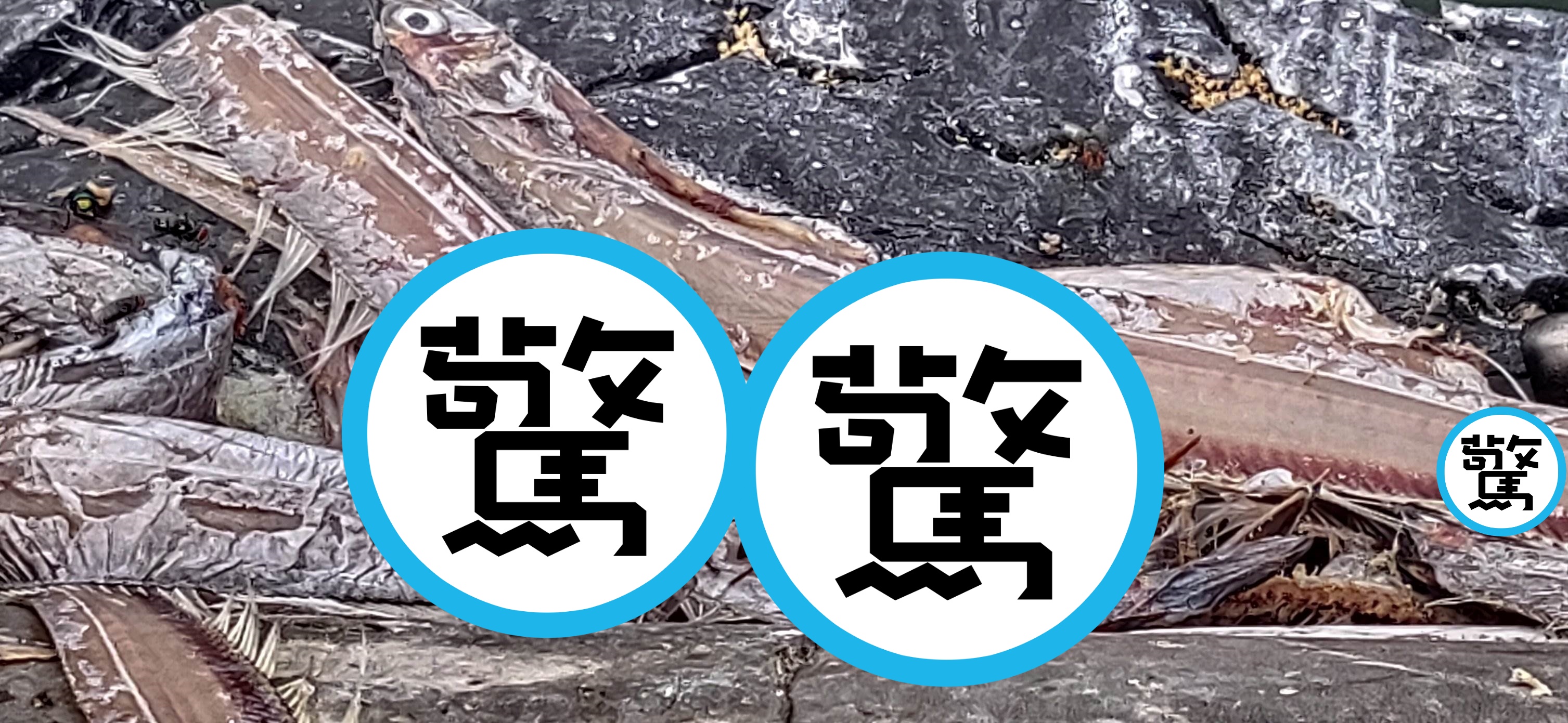 魚屍成美食？網傳「蜂群大軍聚集分食魚屍」的駭人畫面。（翻攝自臉書社團「基隆人日常」）