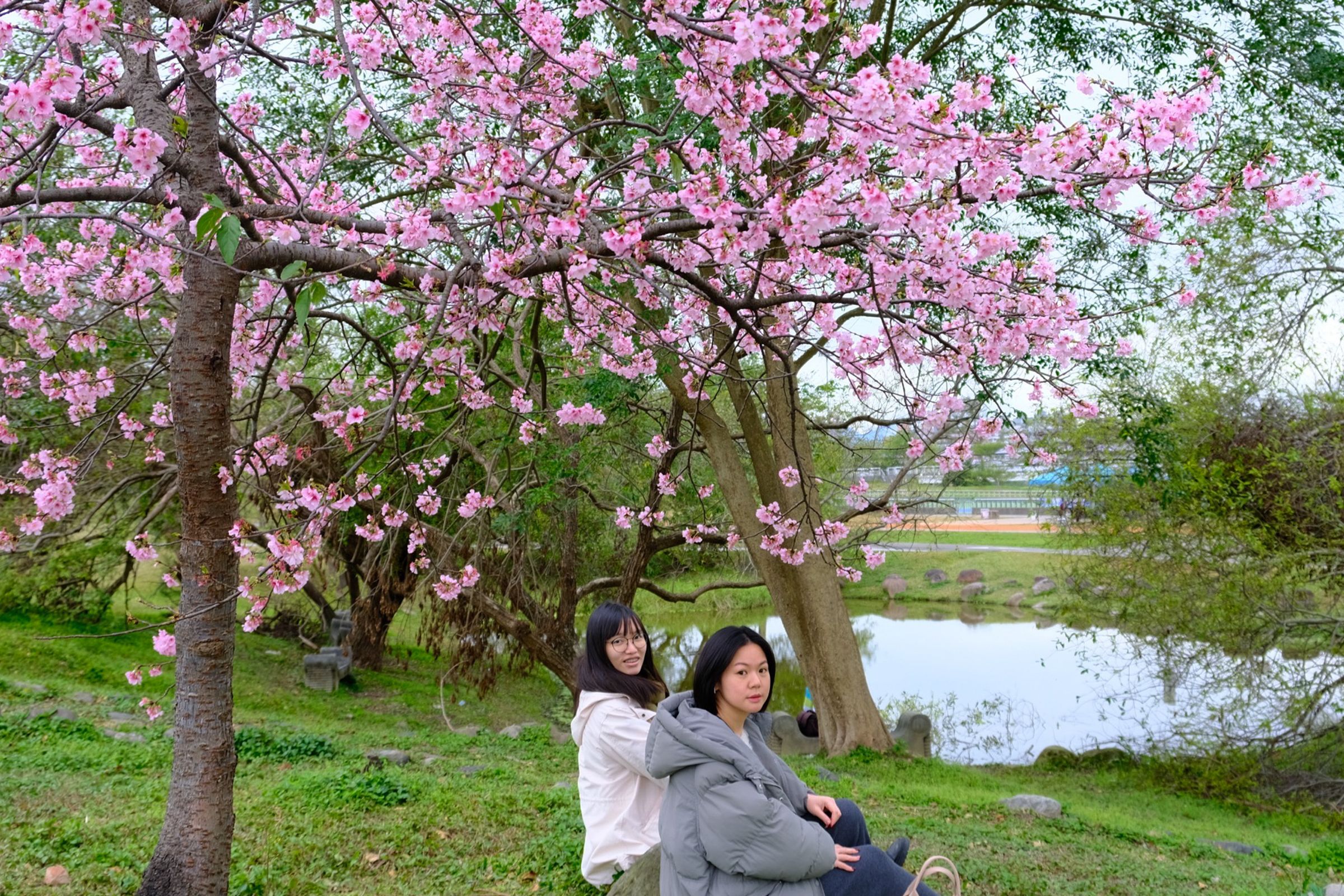 河津櫻粉嫩花朵與公園綠地交織出繽紛鮮活的對比色彩。（新北市高灘處提供）
