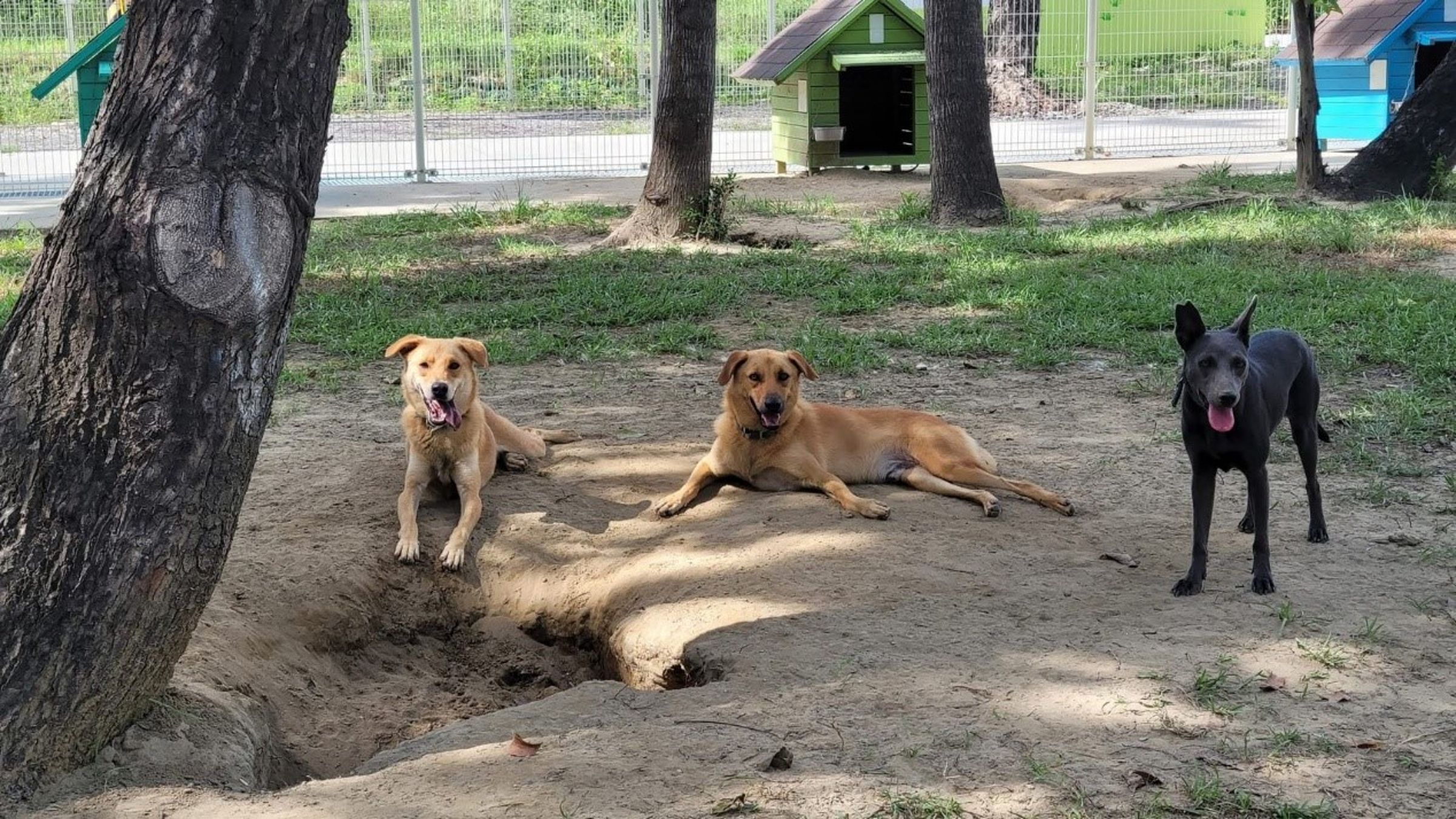 犬隻自在活動，展現安心生活的模樣，翻轉傳統收容印象。