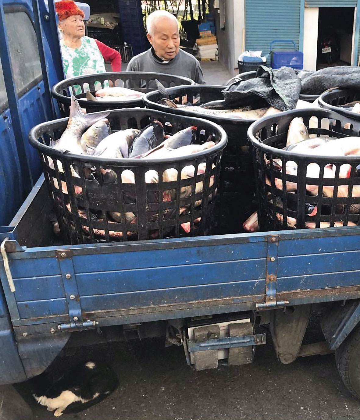 捕撈上岸的鰱魚用貨車載運，供江明苓挑選，一次要買上萬斤。（江明苓提供）