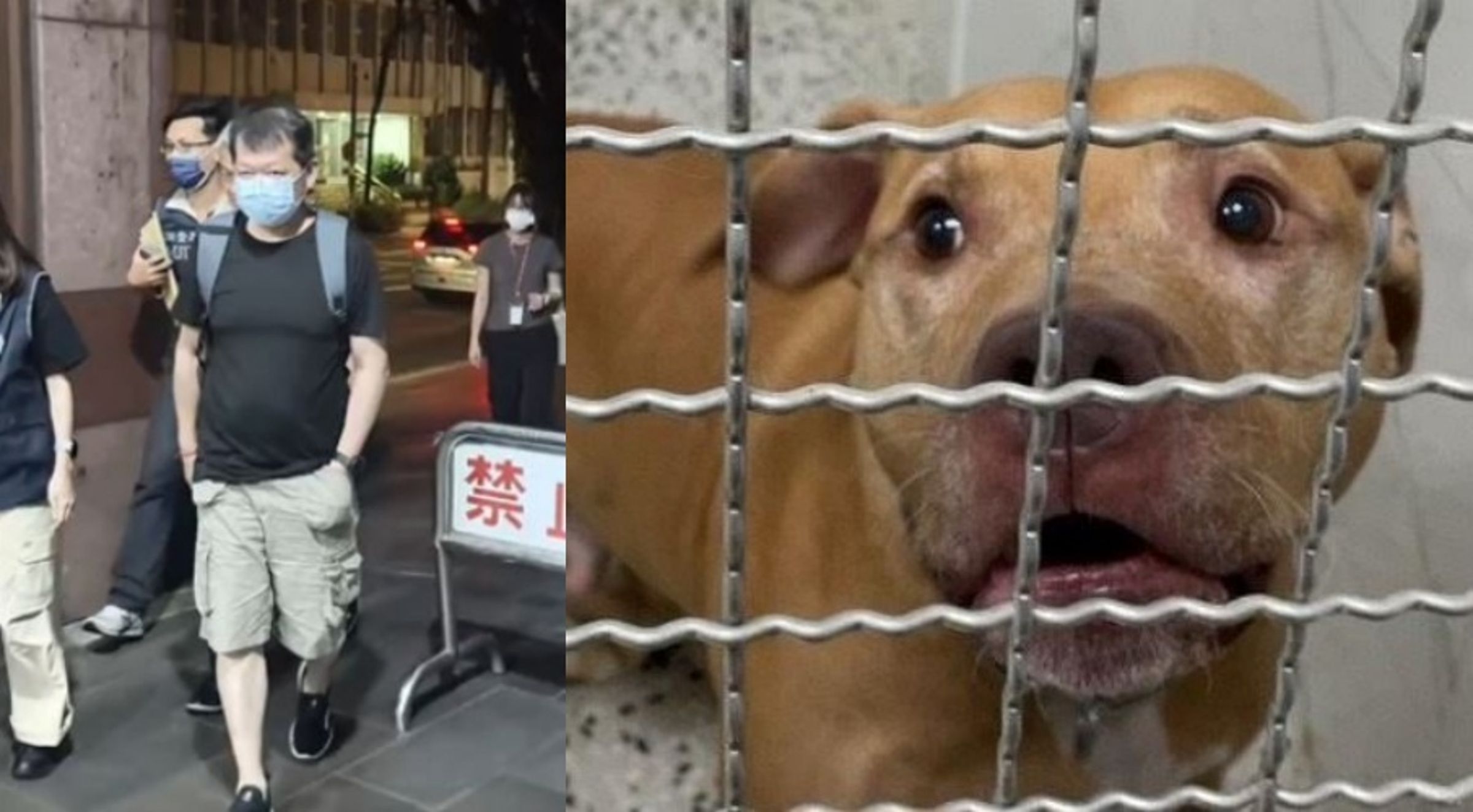 新華泰富風暴擴大！就連之前跳窗咬人的比特犬飼主也捲入內線交易疑雲。（翻攝畫面）