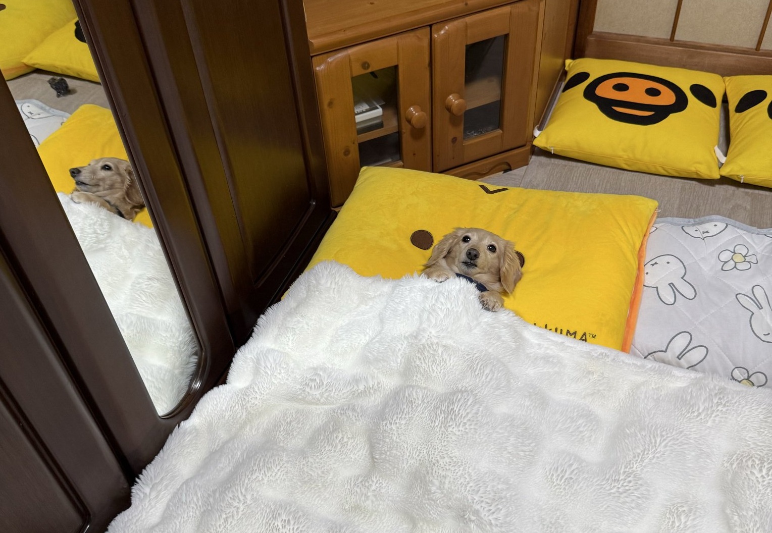 日本飼主的其中一隻小臘腸來優，近日緊抓棉被賴床的萌樣，吸引千萬人觀看，也讓上班族很有共鳴。（翻攝自X平台@siawase1717） 