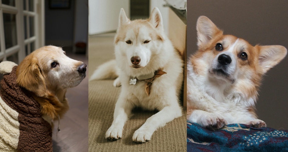 毛孩界的面試官出動，你夠格當牠的終身奴才嗎？（示意圖／pexels）