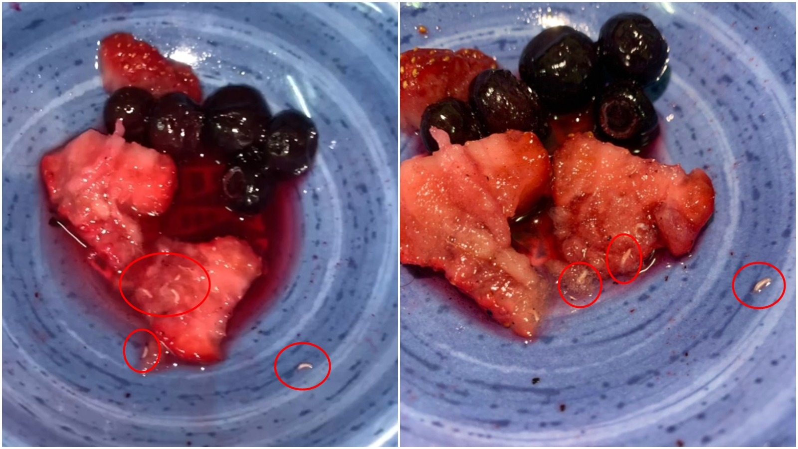 有消費者在好市多冷凍草莓發現大量白色小蟲。(翻攝自臉書@爆料公社)