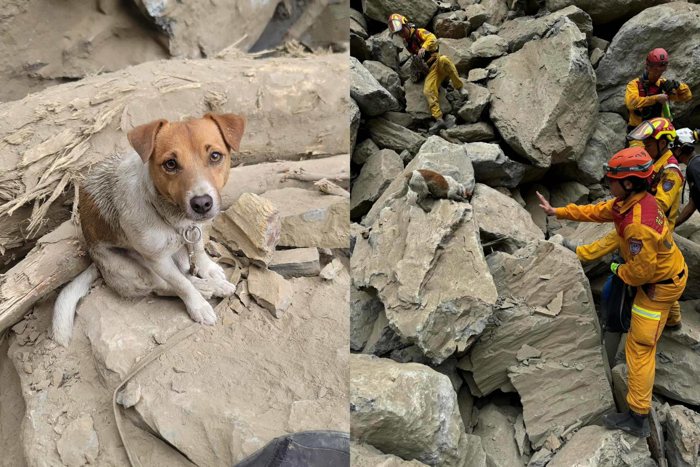 花蓮縣消防局搜救犬隊的Wilson去年在0403大地震中表現出色，未料上月在訓練途中墜樓傷重不治。（翻攝臉書「花蓮搜救犬隊～ｗｈｆ犬客」）