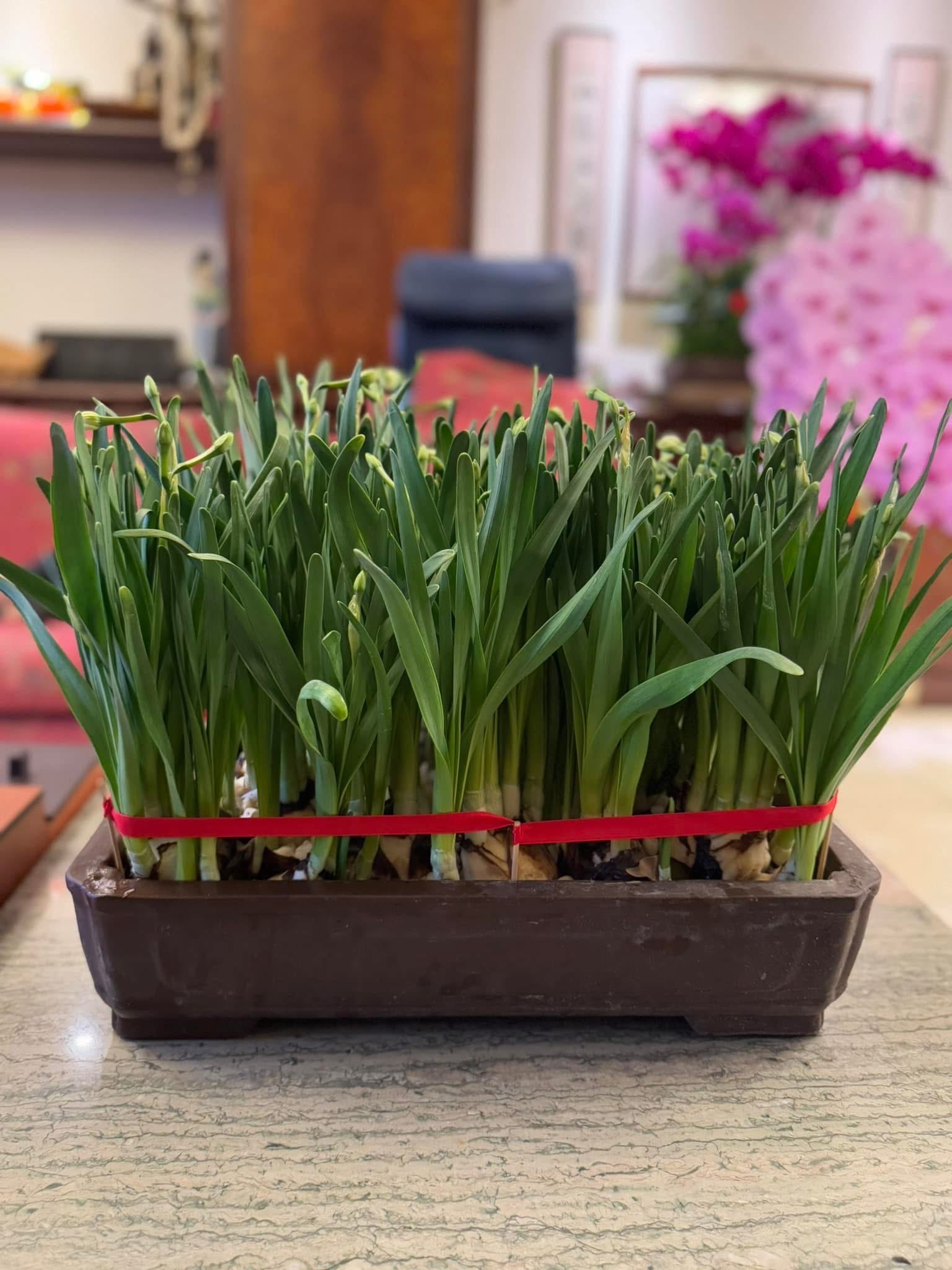 整盆水仙會漸漸開花，生氣蓬勃。