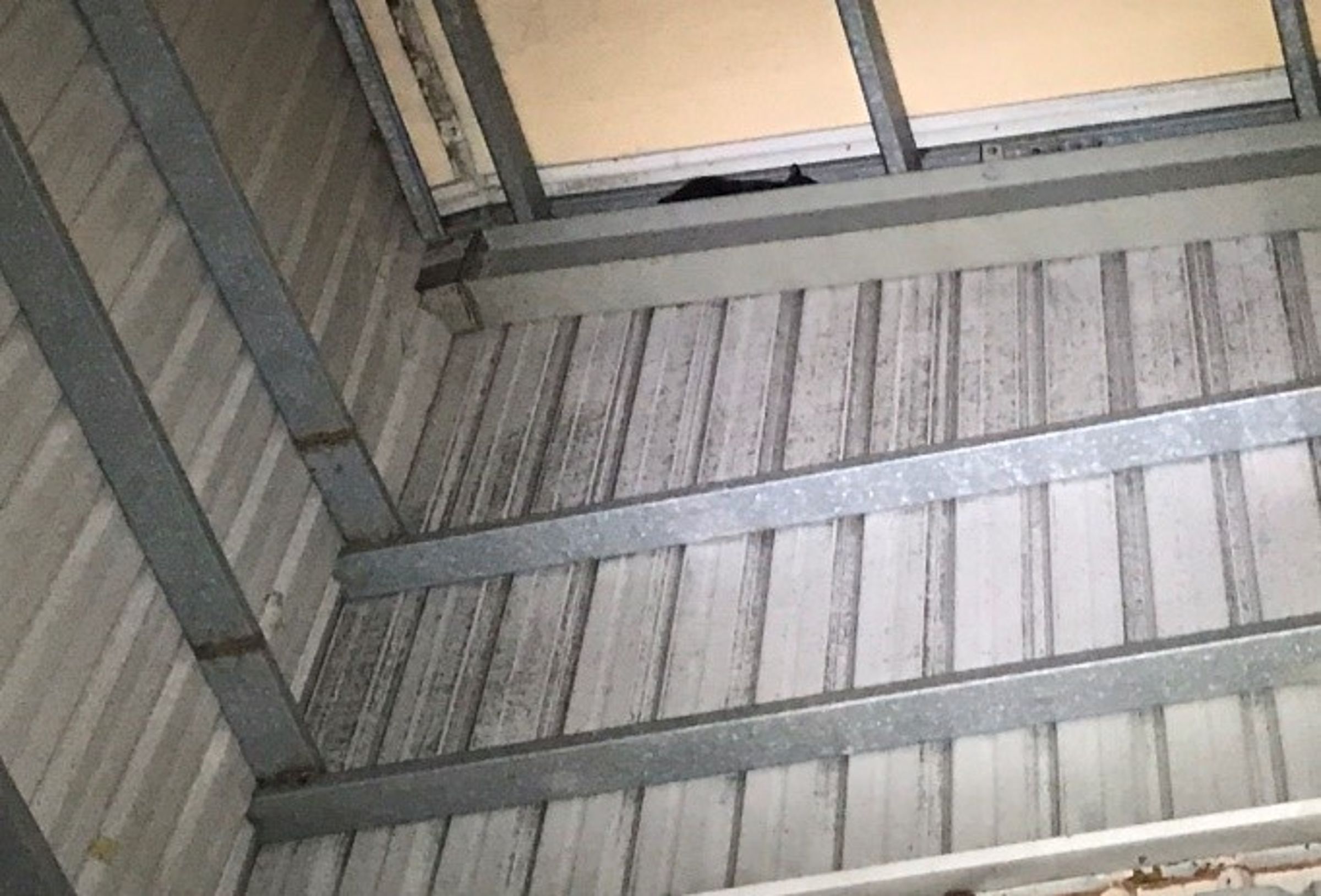 一隻貓咪受困在工廠4層樓高的鋼筋縫中超過3天，新北動保處獲報後出動救援。（新北動保處提供）