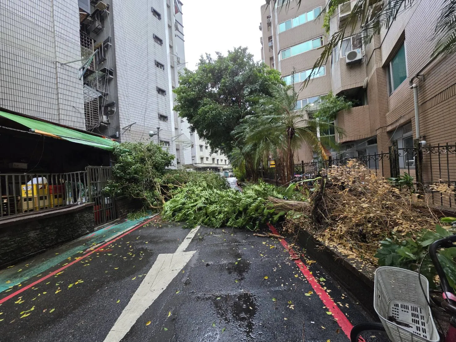 薔琵颱風驚人風雨！新北大樹傾倒　「橫躺馬路中央」畫面曝光