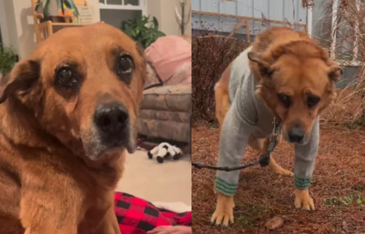 13歲的傑克遭到前飼主不告而別,臉上寫滿悲傷。(翻攝自newsweek)