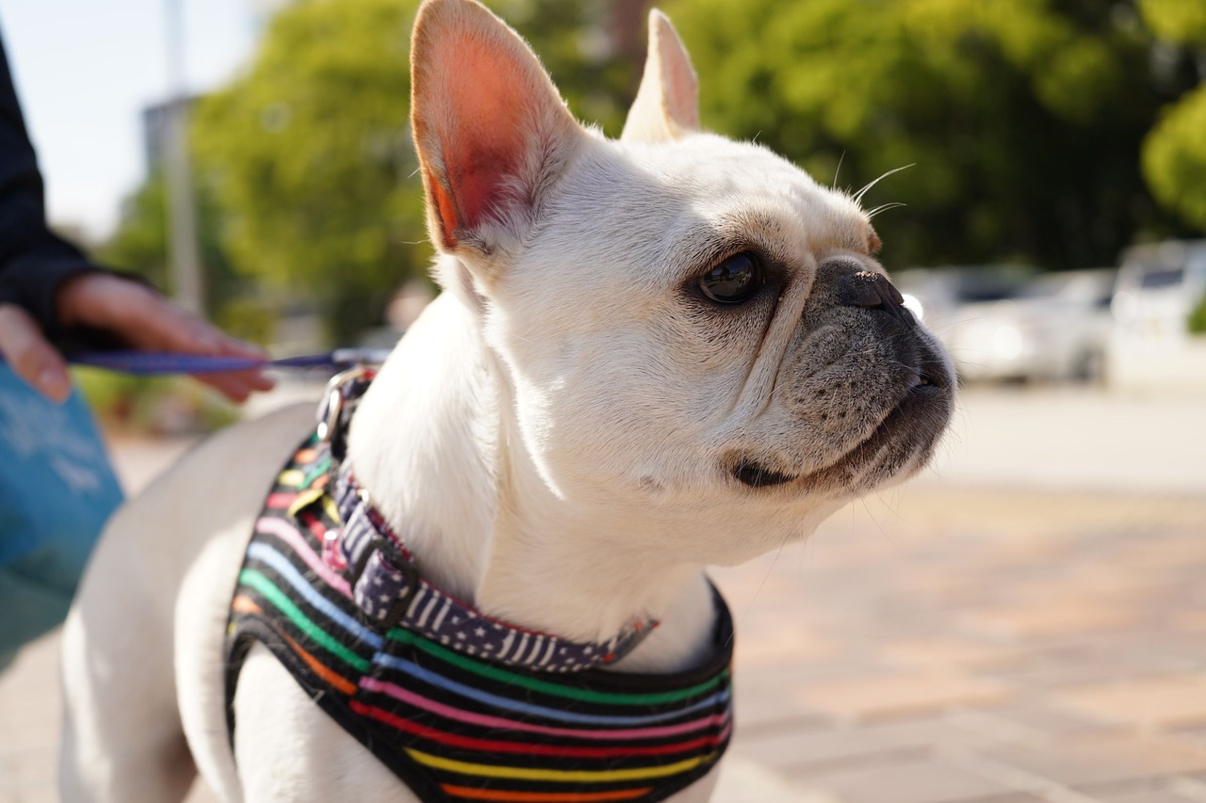 法國鬥牛犬屬於容易熱衰竭的犬種,處於緊張的情形下,易發生猝死。(示意圖,Pixabay)