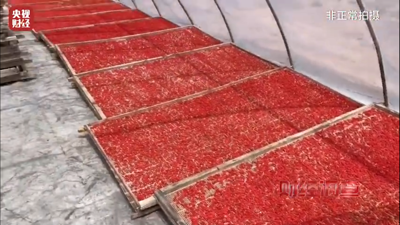 中國爆「毒枸杞」，被製成茶包、枸杞酒，還有流入火鍋店等地方。（翻攝微博＠央視財經）