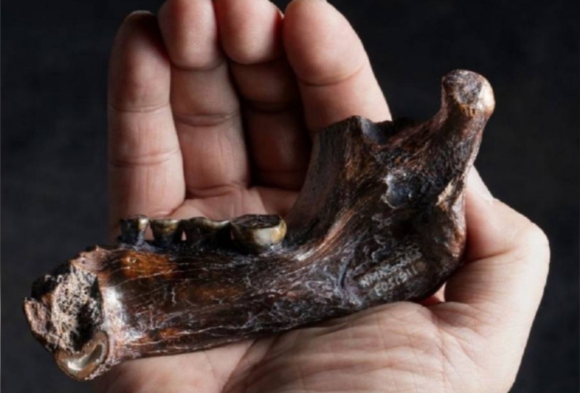 這來自澎湖海域的化石，科學家解碼「不是猿，是古人類！」其研究成果登上科學期刊《Science》，也將於台中展出。（翻攝自國立自然科學博物館）