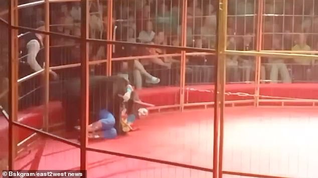 母熊暴走硬上馴獸師，驚悚影片曝光！觀眾員工誤認上演「人熊搏鬥戰」。（翻自《每日郵報》）