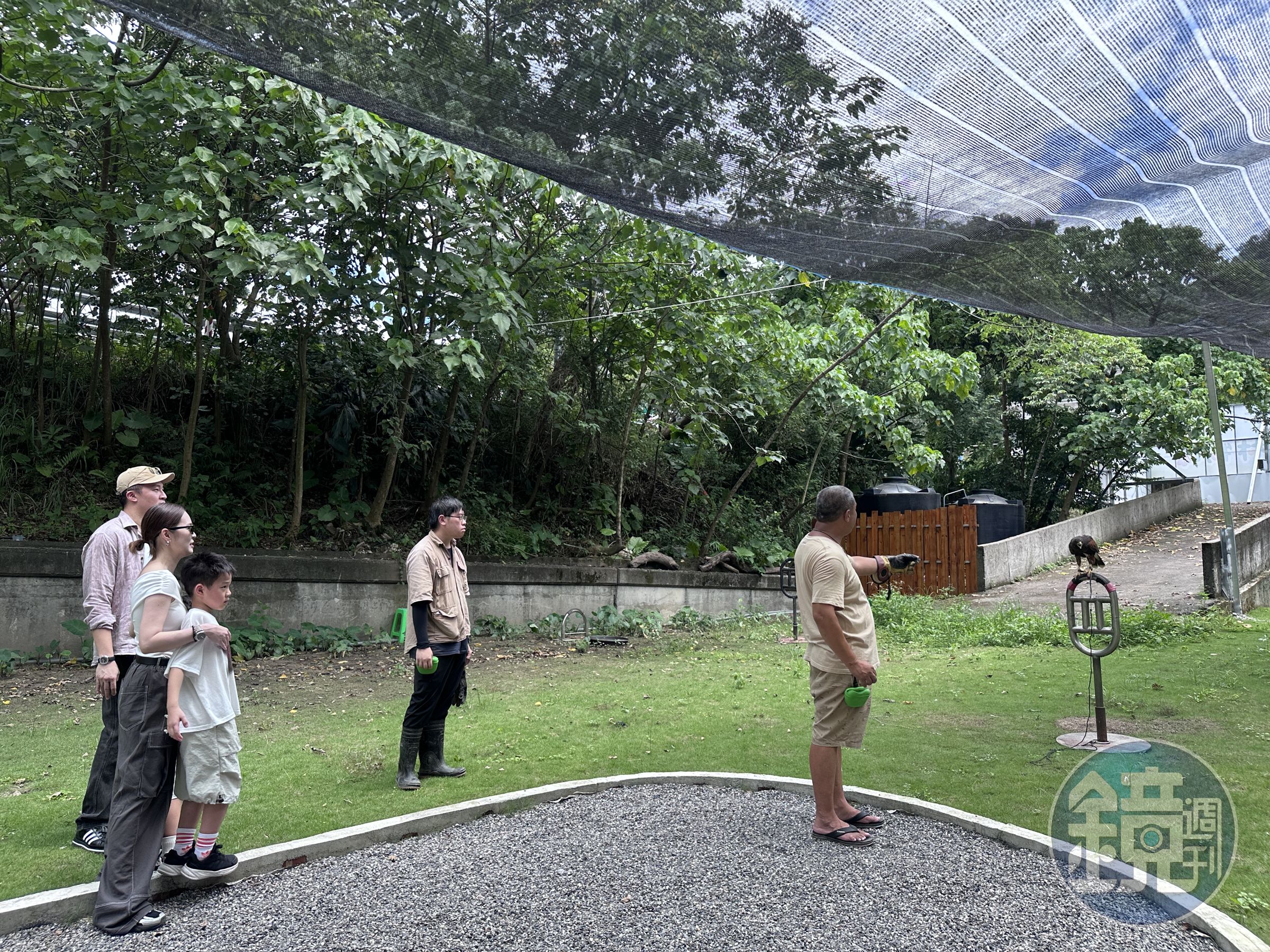 進階版是對飛接鷹、親手餵食等,近距離與猛禽認識。