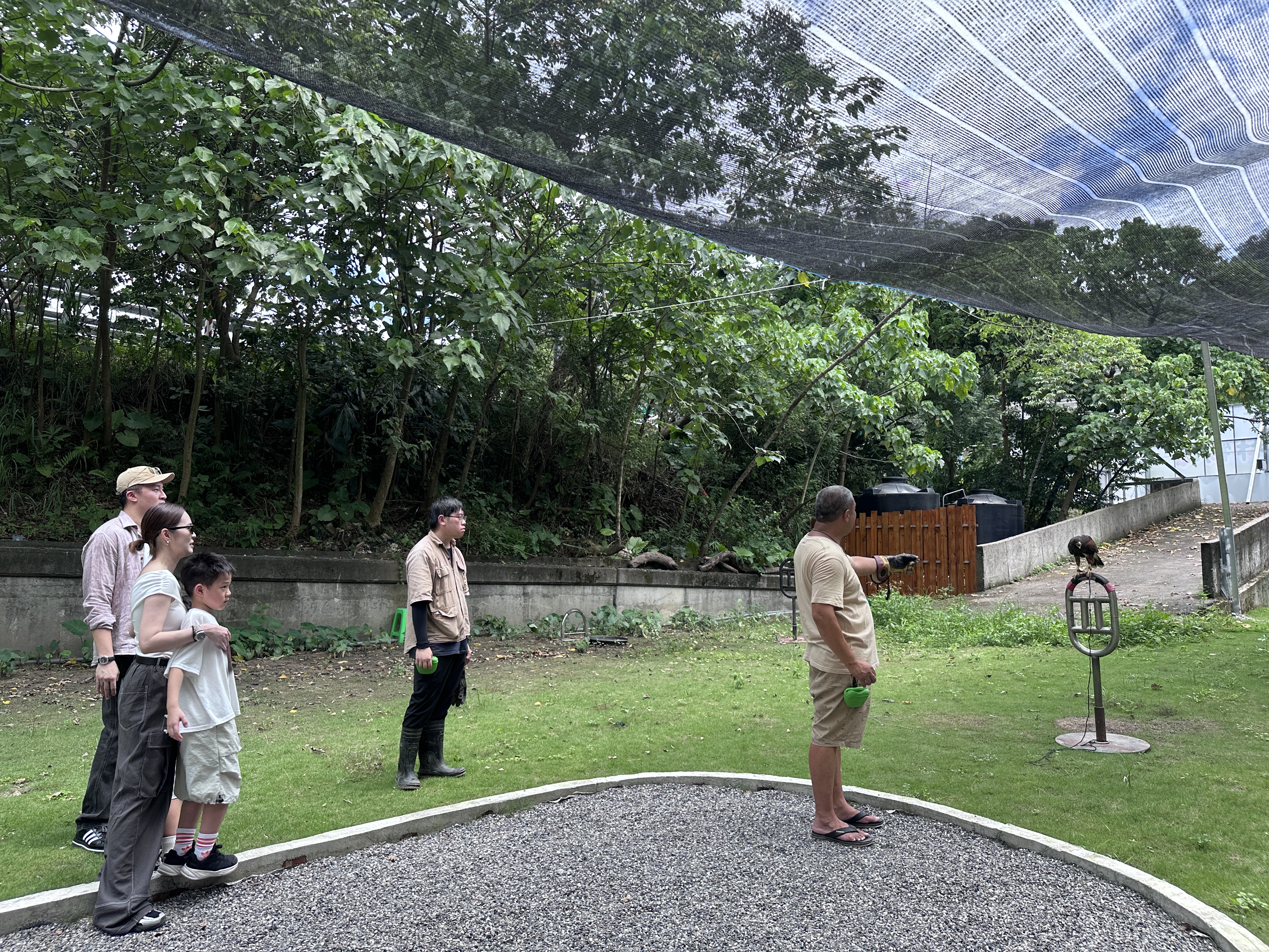 進階版是對飛接鷹、親手餵食等，近距離與猛禽認識。