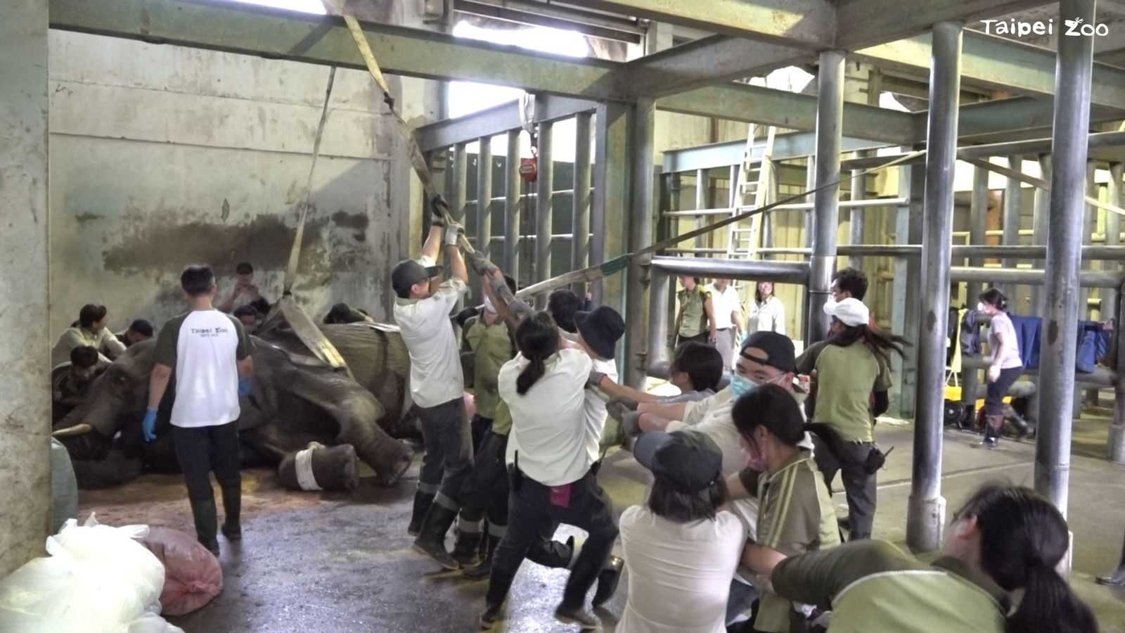 團隊緊急召集園內數十位同仁，試著協助「美代」再重新站起。（台北市立動物園提供）