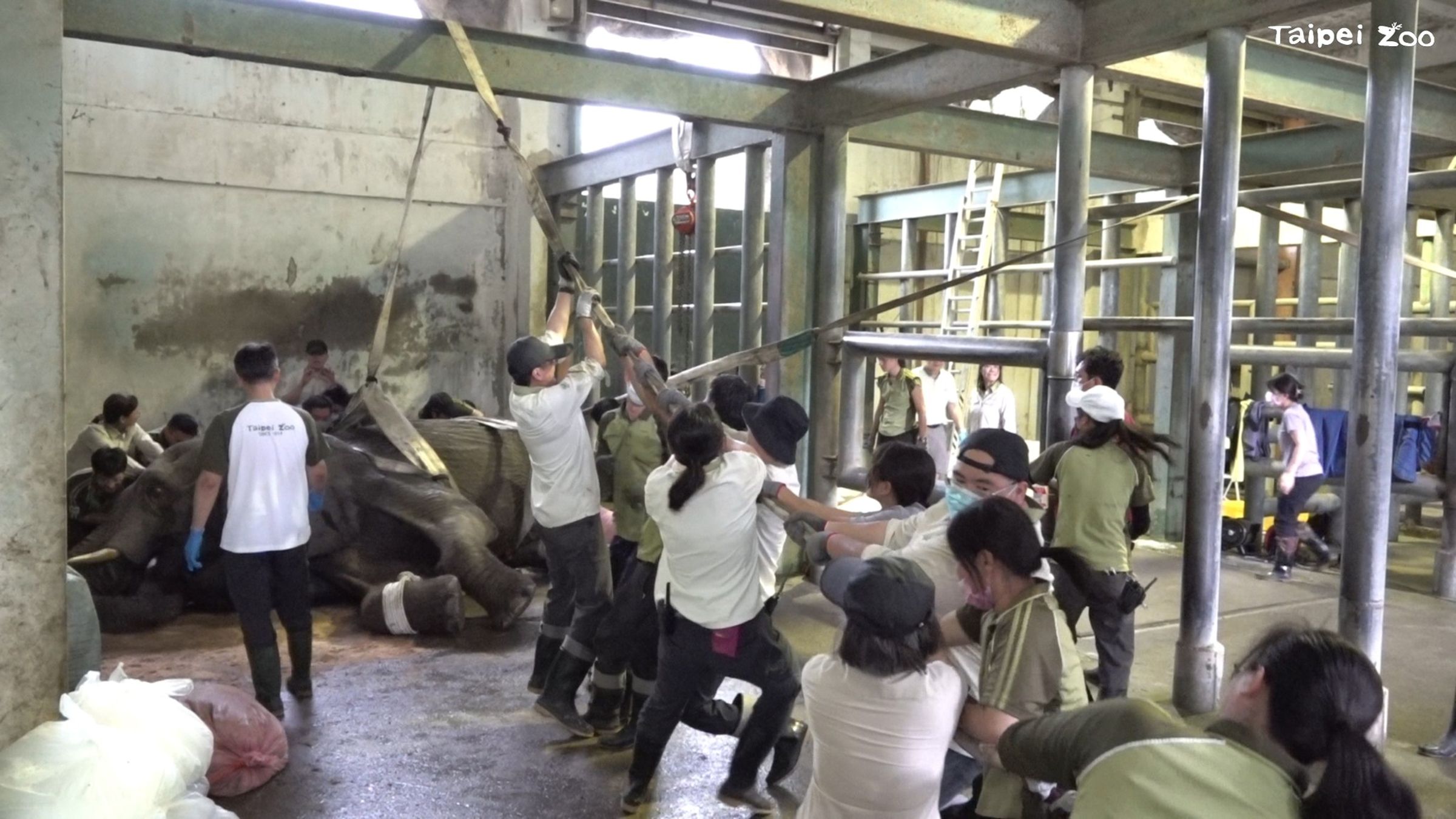 團隊緊急召集園內數十位同仁，試著協助「美代」再重新站起。（台北市立動物園提供）