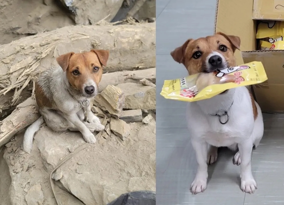 已故搜救犬「Wilson」曾在2024年花蓮403強震中立下大功,去年卻驚傳墜樓身亡,引發遭虐死、非墜樓疑雲。(翻攝自臉書/花蓮搜救犬隊~whf犬客)