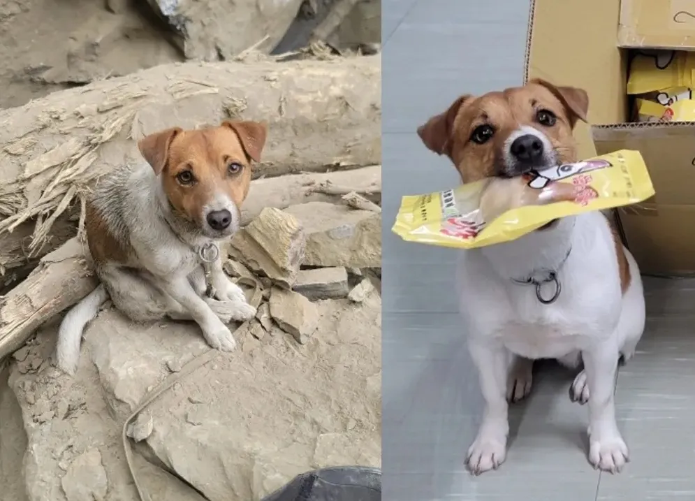 已故搜救犬「Wilson」曾在2024年花蓮403強震中立下大功，去年卻驚傳墜樓身亡，引發遭虐死、非墜樓疑雲。（翻攝自臉書／花蓮搜救犬隊～ｗｈｆ犬客）