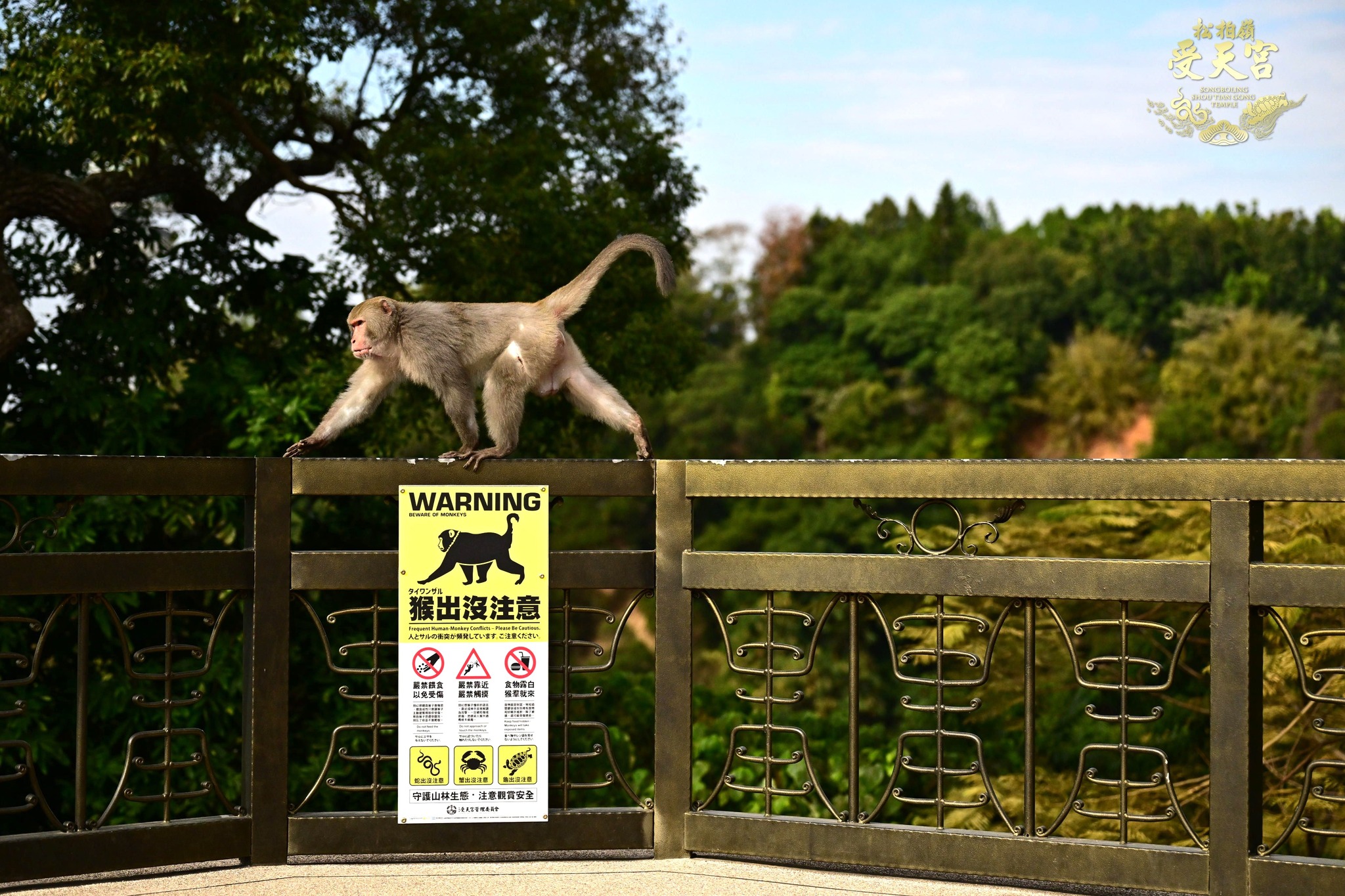 松柏嶺受天宮近期有猴群頻繁出沒，廟方也特別設置了告示牌提醒。（取自松柏嶺受天宮臉書）