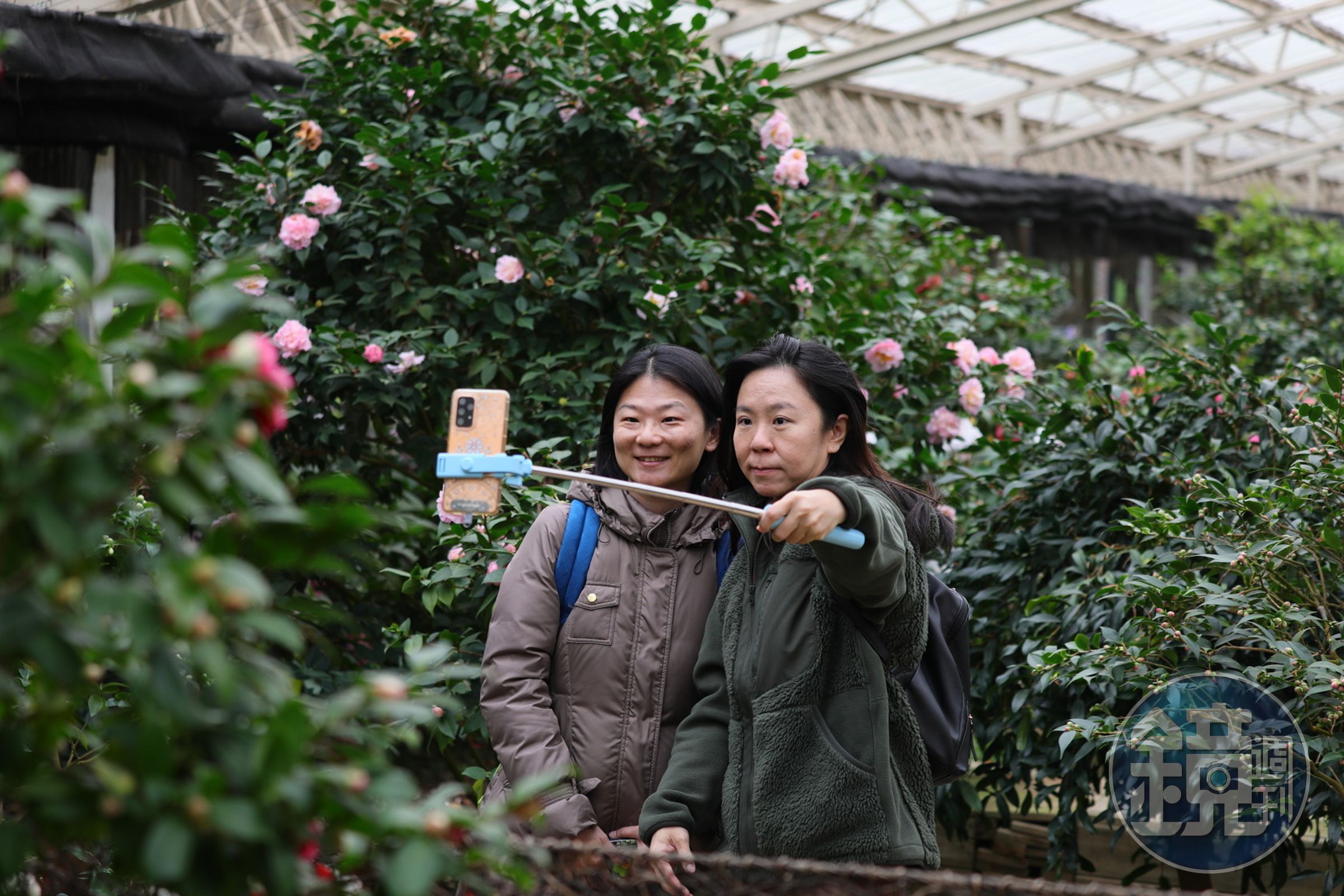 民眾趁著好天氣上山賞花拍照。
