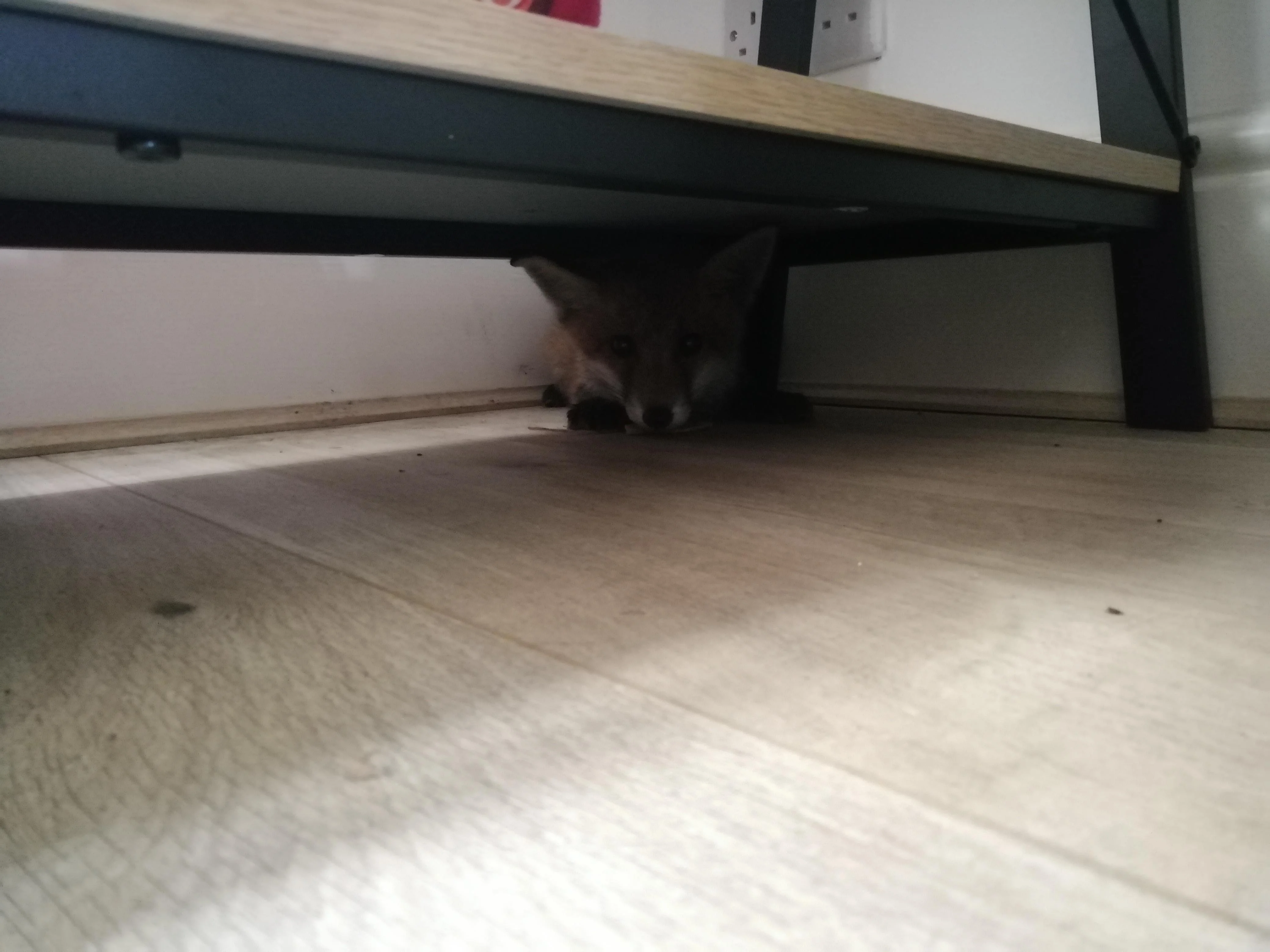 外國一名女子在自家客廳驚見小狐狸，讓她又驚又喜，連忙拍下PO網分享。（翻攝自Reddit @Puzzlepetticoat）