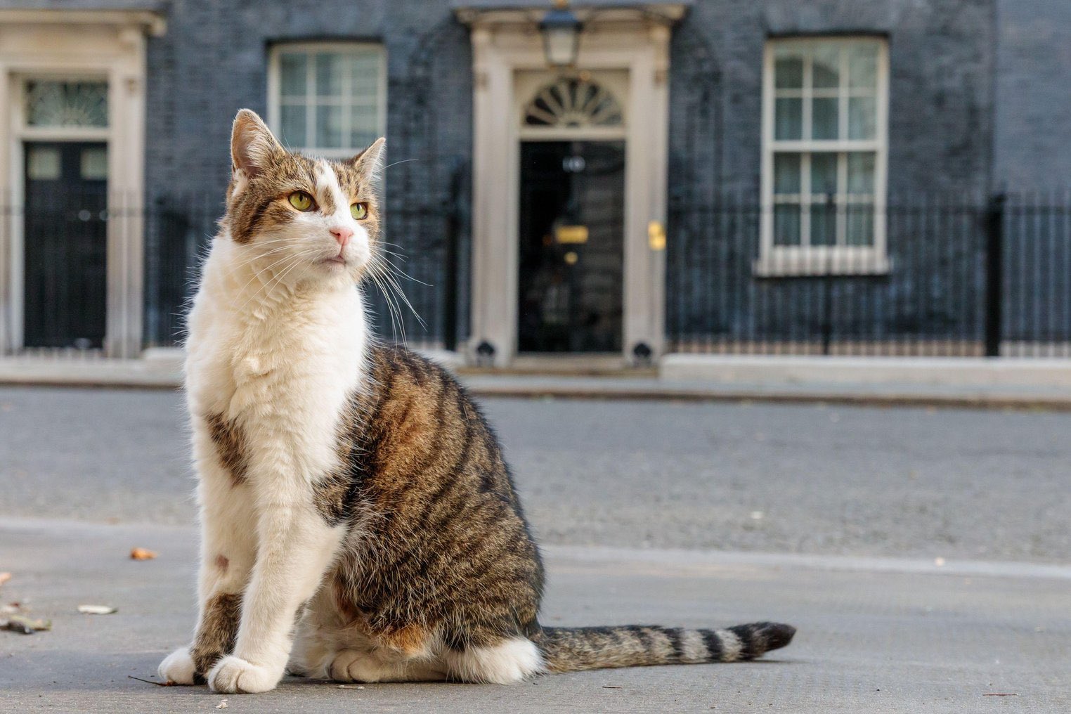 19歲的賴瑞是英國首相官邸「首席捕鼠大臣」,已在唐寧街服務超過15年。(翻攝X@FilmIndexMedia)
