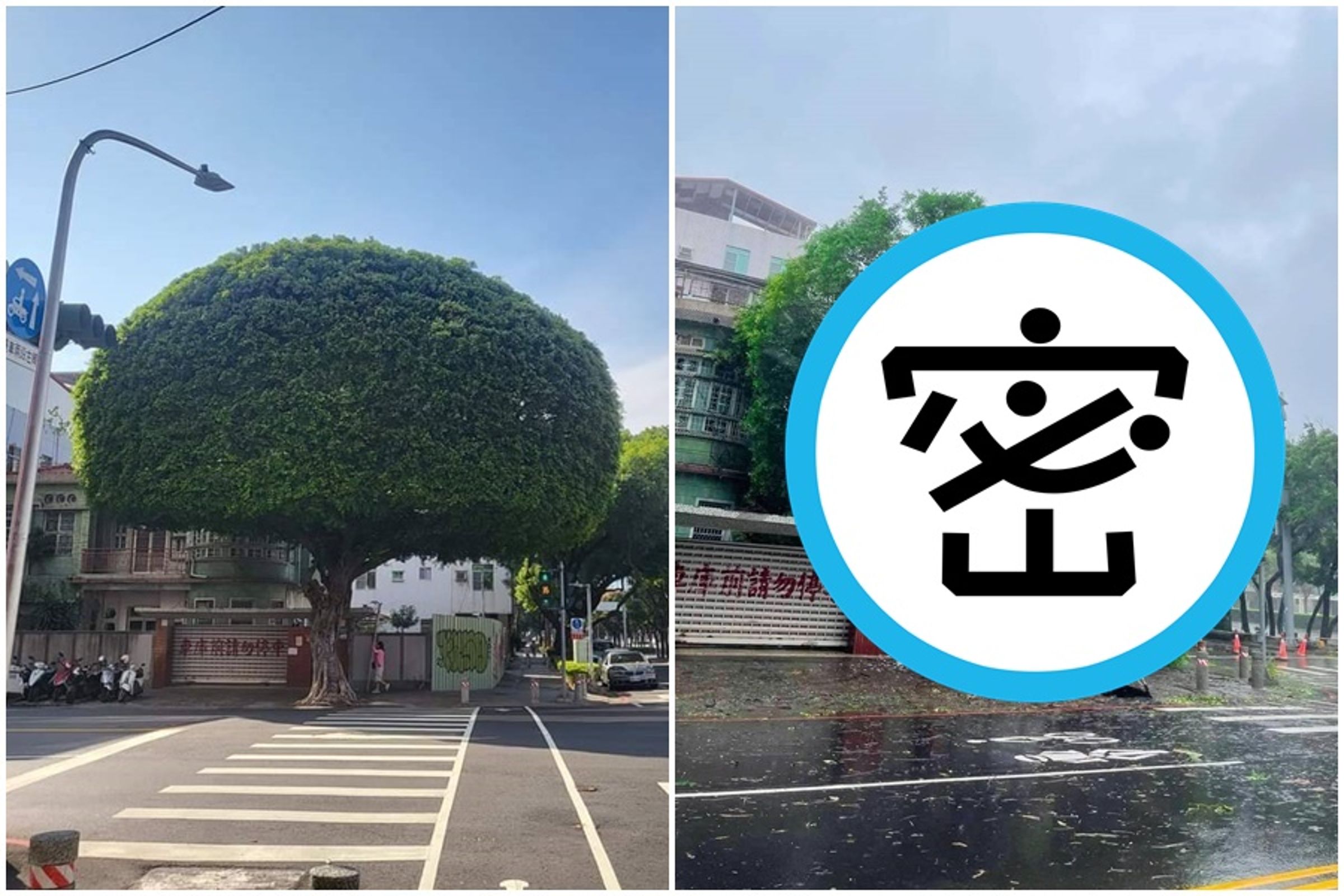 山陀兒今天中午登陸小港,知名打卡景點「安全帽大樹」被連根拔起。(翻攝自記者爆料網)