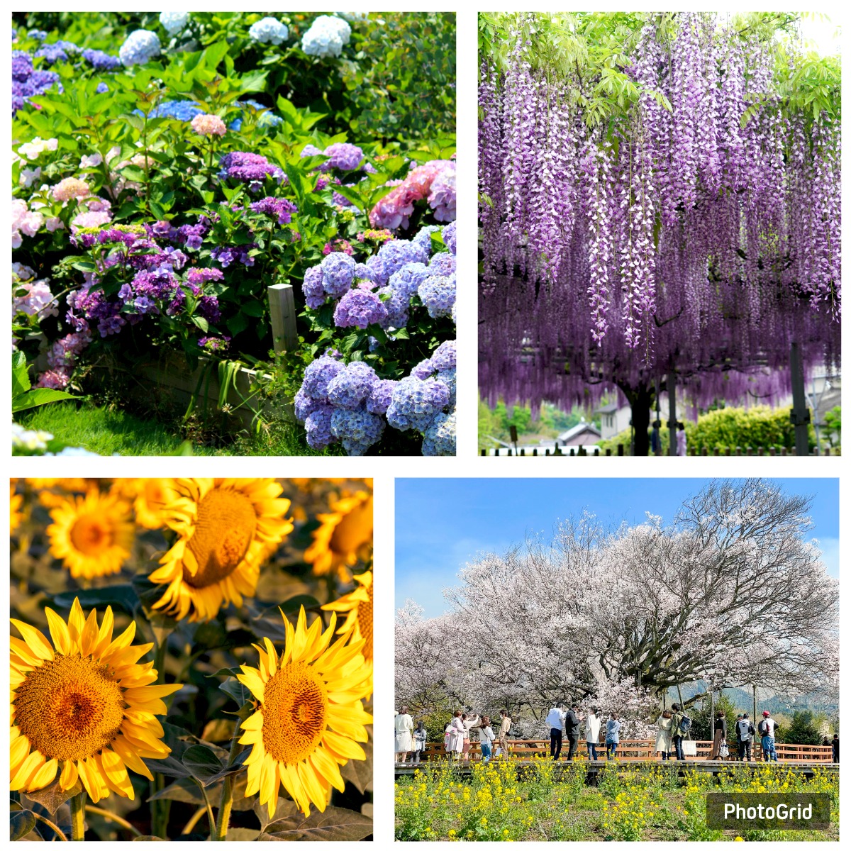 如果不想匆忙追趕櫻花花況，建議直飛熊本以更自在的心情來趟春夏賞花旅行，只要挑選想出發的月份，就能輕鬆看見屬於當下最美的風景。（華航提供）