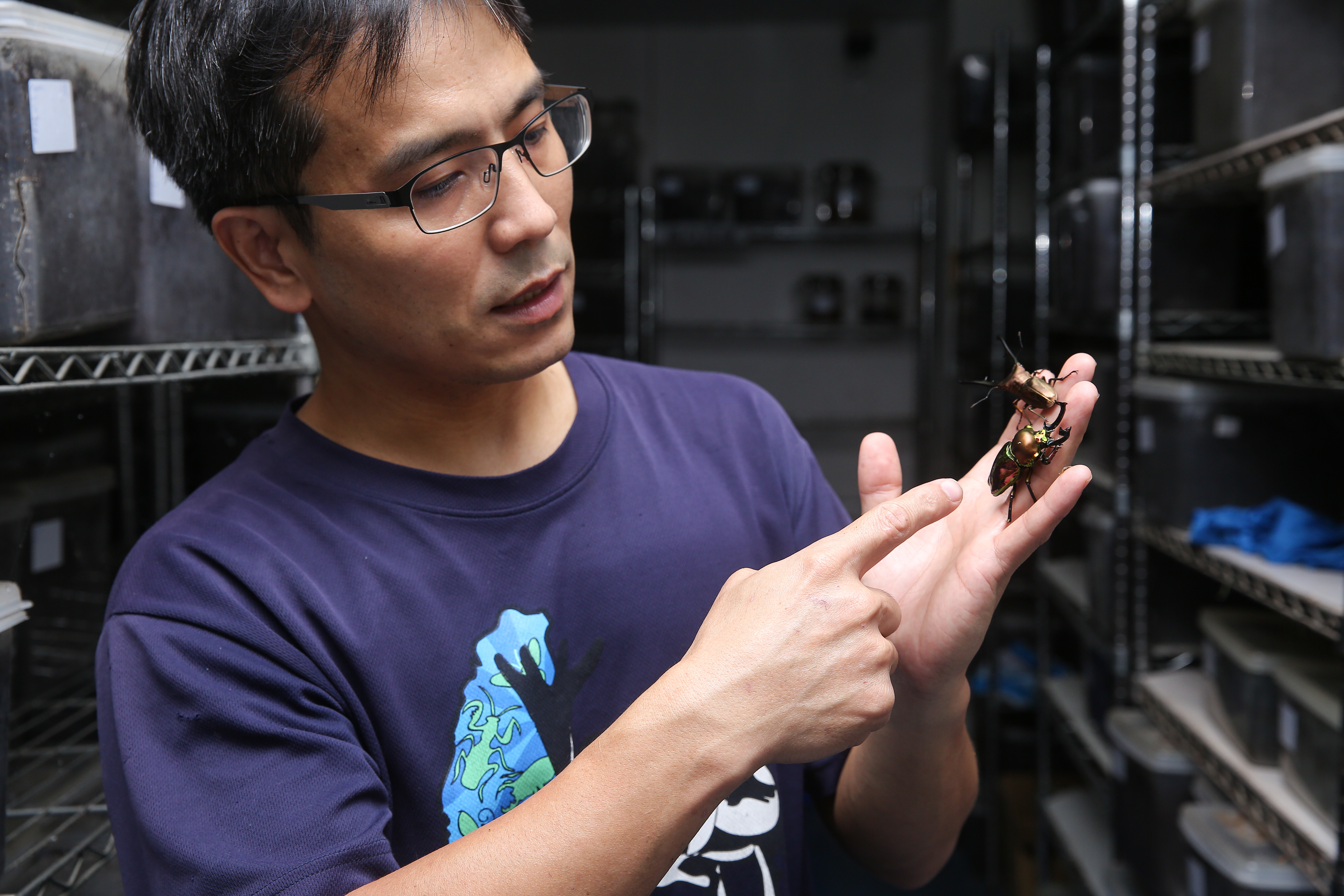 在遊戲機台甲蟲王者帶動下，台灣曾一度掀起人手一隻的甲蟲熱潮。