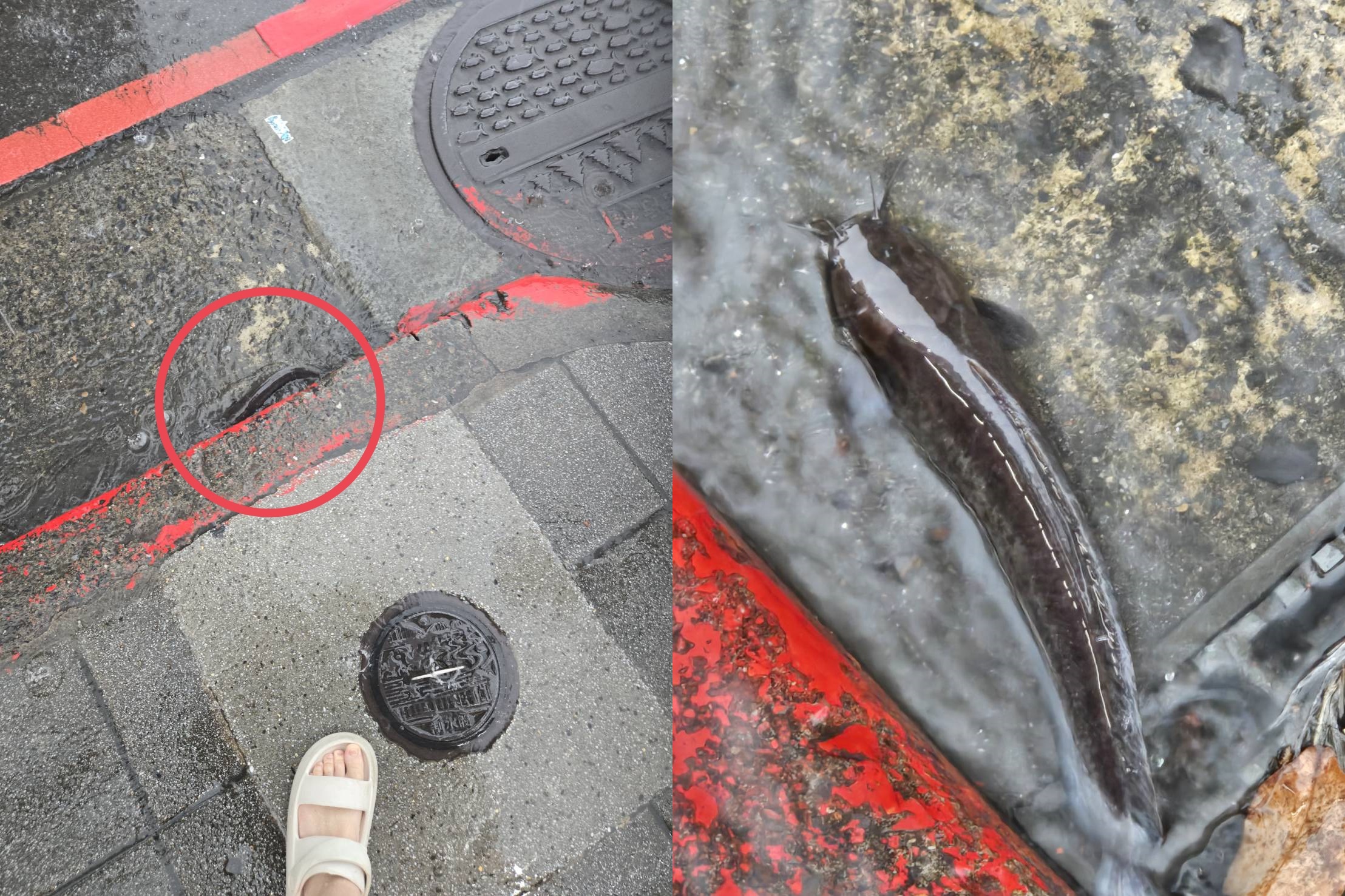 台北市今日午後降下強烈雷陣雨,公館商圈嚴重淹水淪為「漂漂河」,更有民眾直擊路面出現野生土虱。(讀者提供)