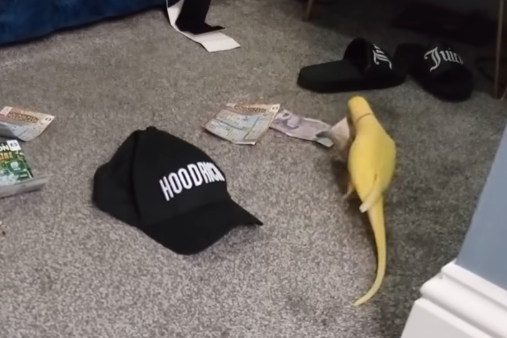 1隻名叫芒果的鸚鵡，意外出賣大型販毒集團。（翻攝自Blackpool Police）