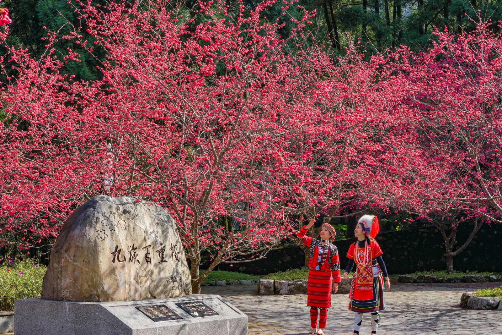 一年一度的九族櫻花祭，經常吸引大量遊客前來追櫻。（翻攝九族文化村粉絲團）