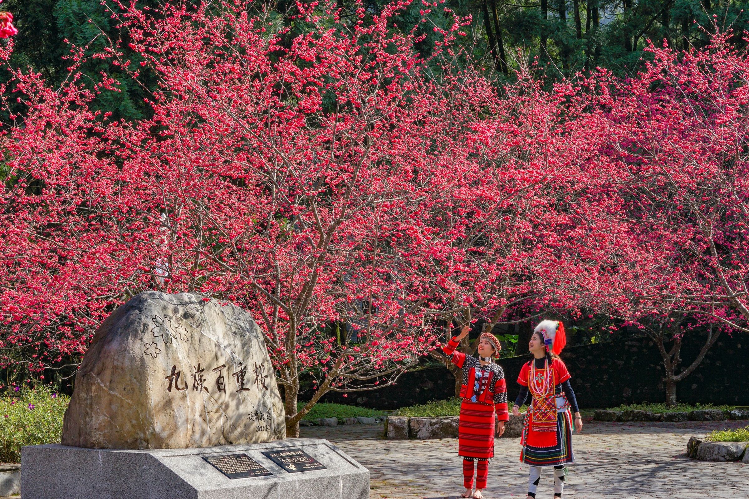 一年一度的九族櫻花祭，經常吸引大量遊客前來追櫻。（翻攝九族文化村粉絲團）