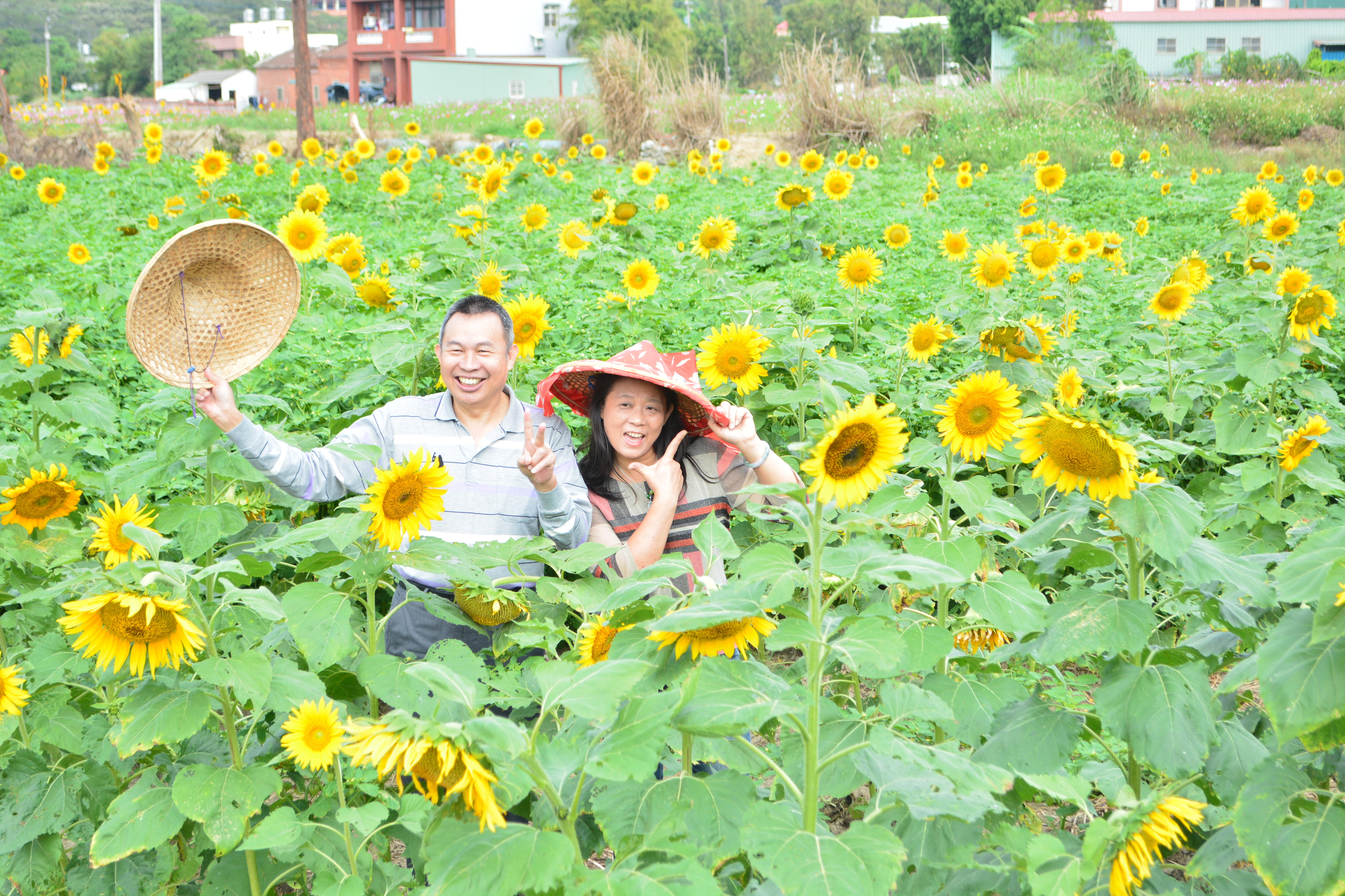 秋冬時節，桃園平鎮到處可見繽紛花田。（圖片提供：桃園市政府觀光旅遊局）
