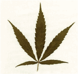 大麻
