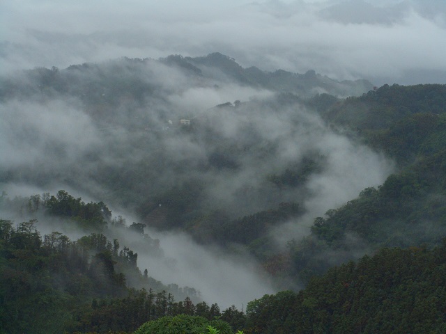 低海拔的雲海常有身在雲霧之中的美感。